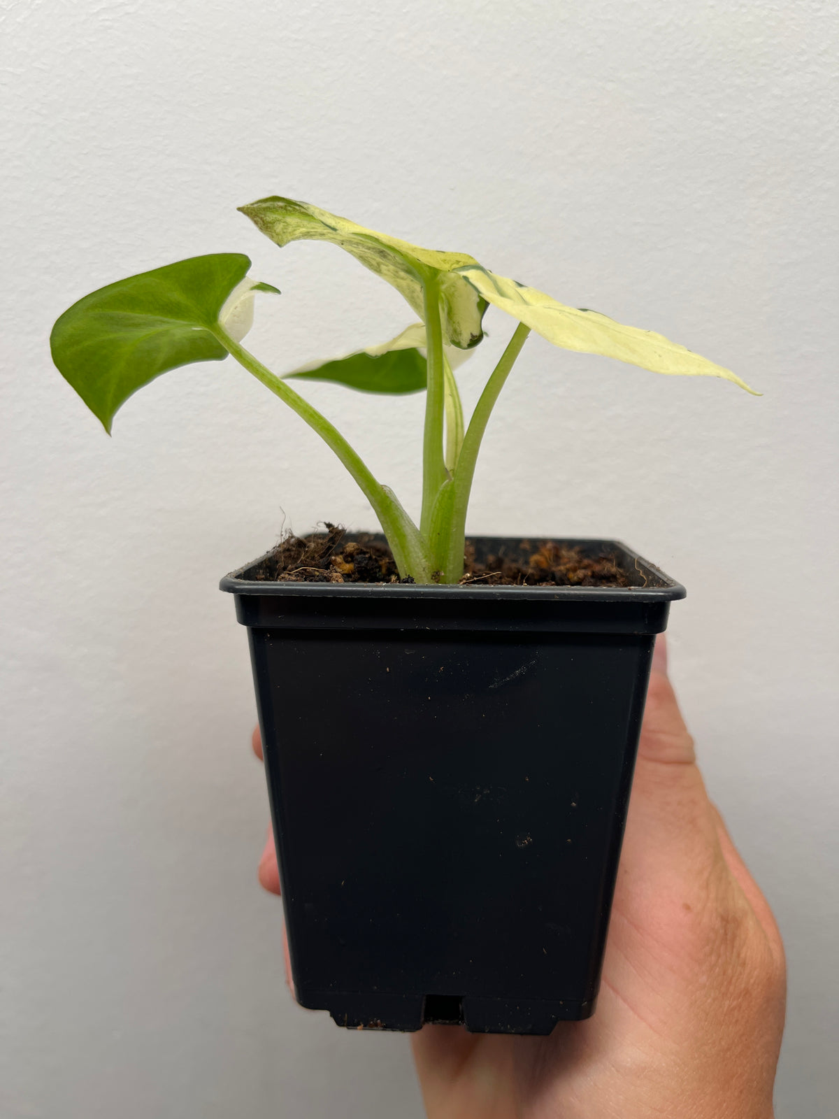 Alocasia Regal Shields Albo Variegated - Rare Aroid