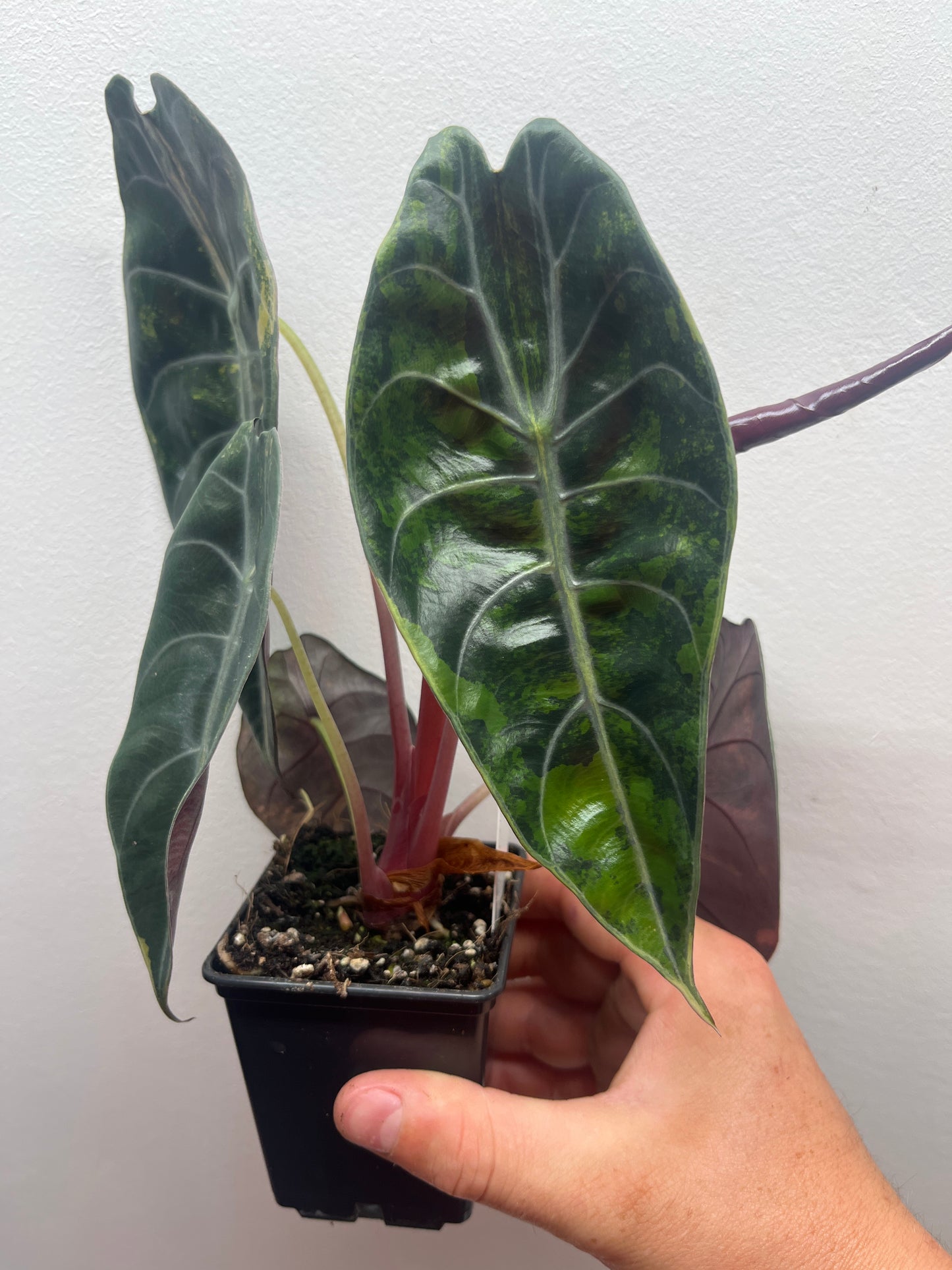 Alocasia Sedenii aurea variegated #4