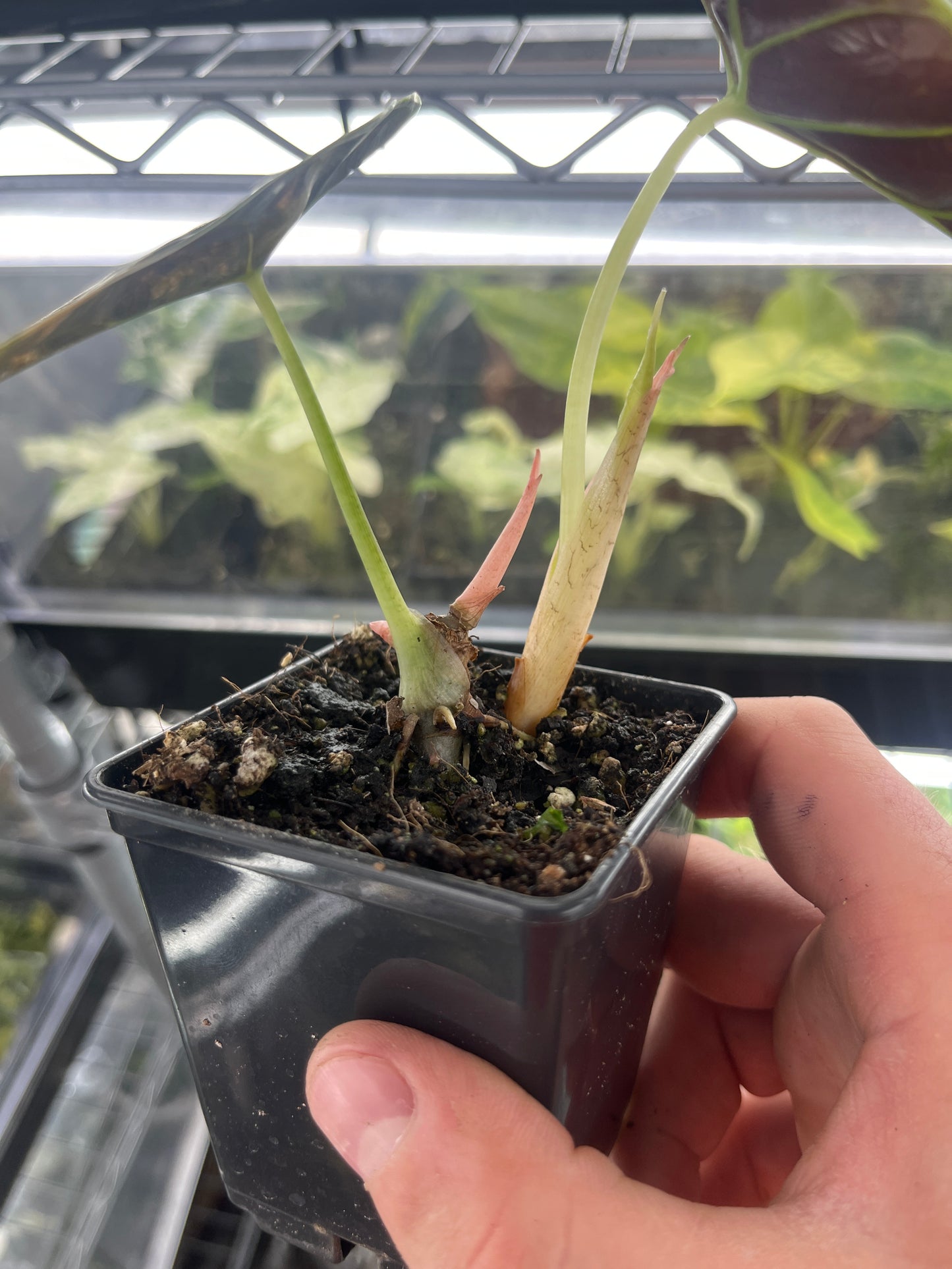 Alocasia Azlanii aurea variegated #3