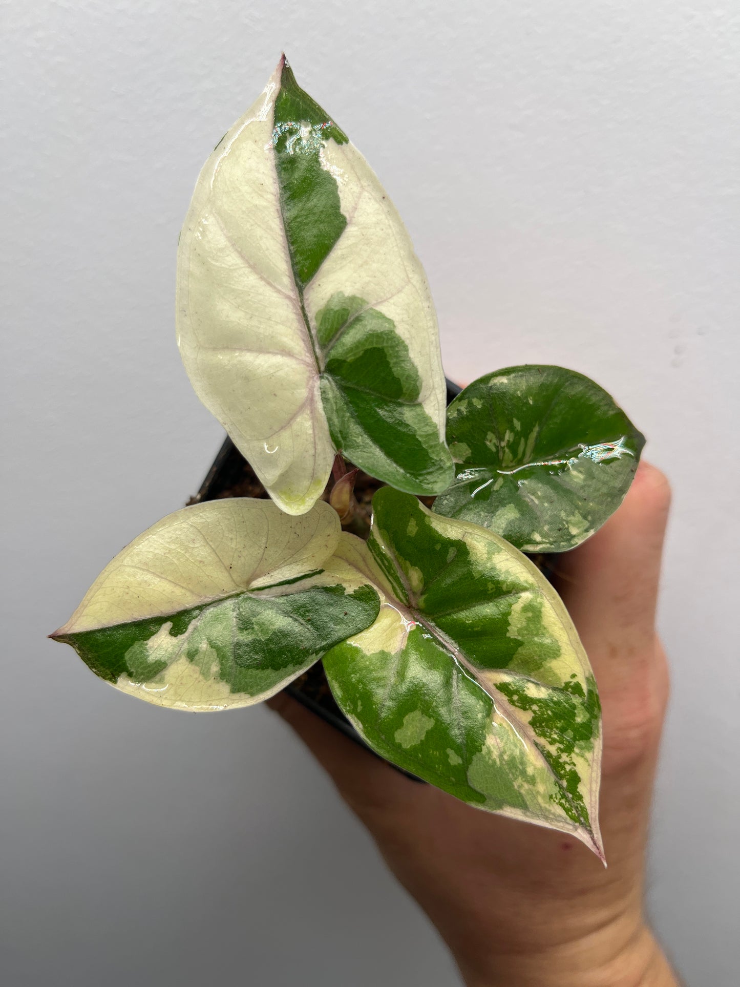 Alocasia Yucatan Princess Albo / Pink variegated #1