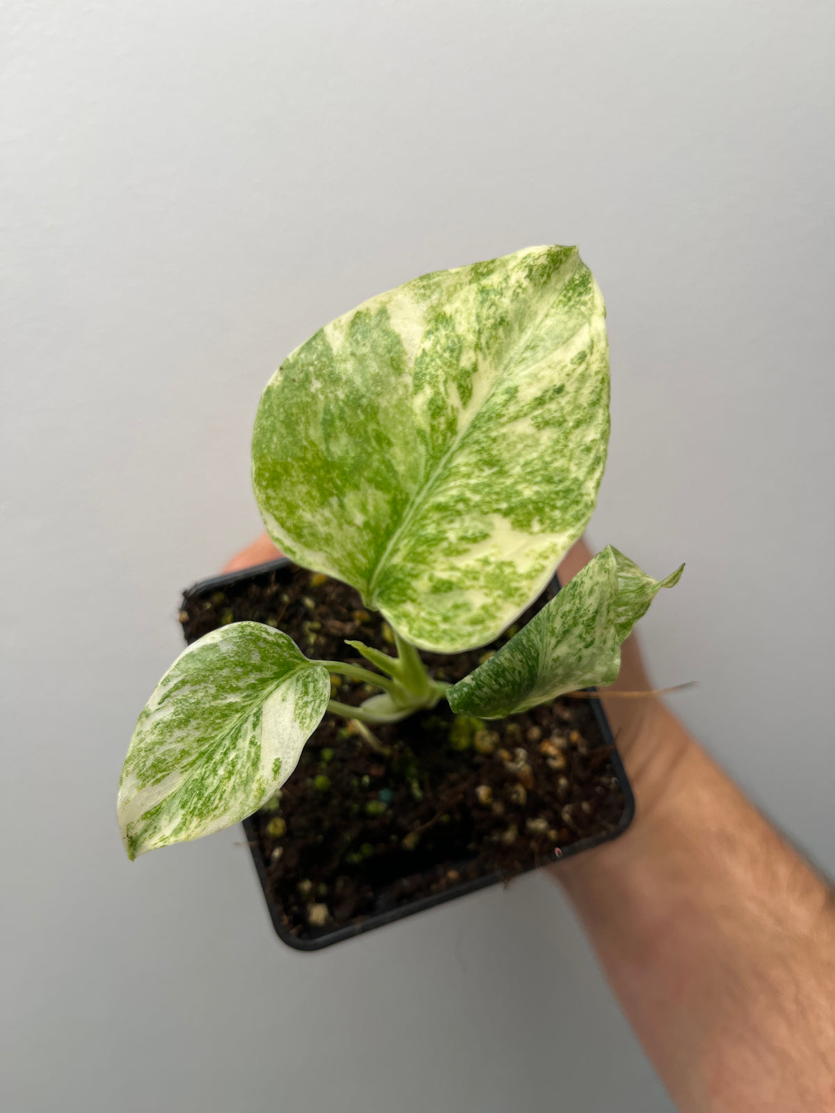 Monstera Deliciosa Legacy - Rare Variegated Monstera