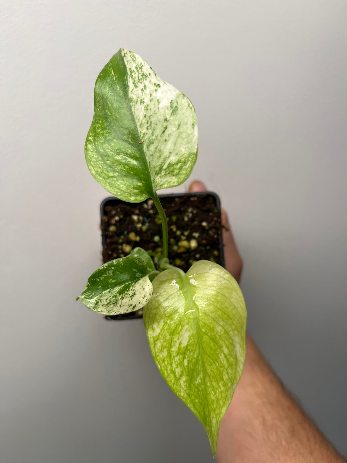 Monstera Deliciosa Star Shadow - Rare Variegated Monstera