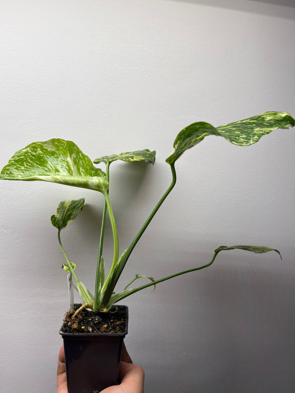 Monstera Deliciosa Electrolyte - Rare Variegated Monstera #1