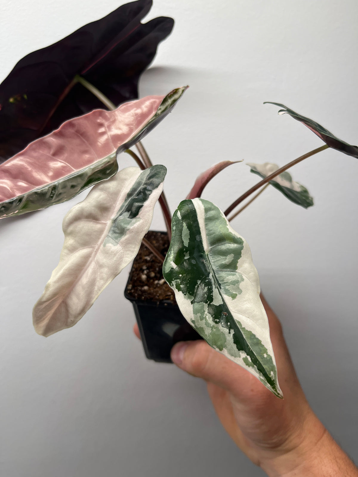 Alocasia Chantrieri Pink Variegated - Rare Variegated Aroid #2