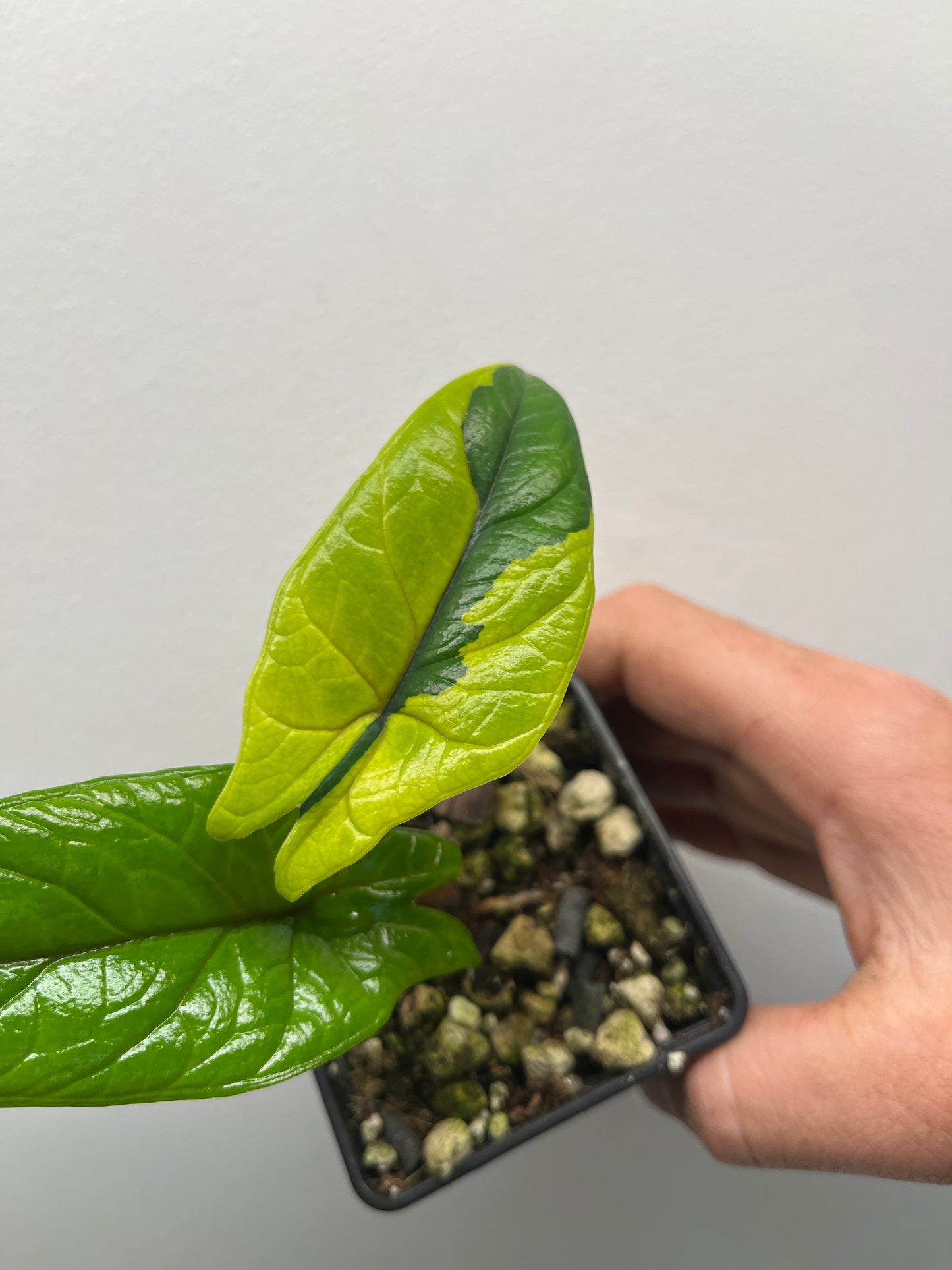 Alocasia Scalprum aurea variegated #1
