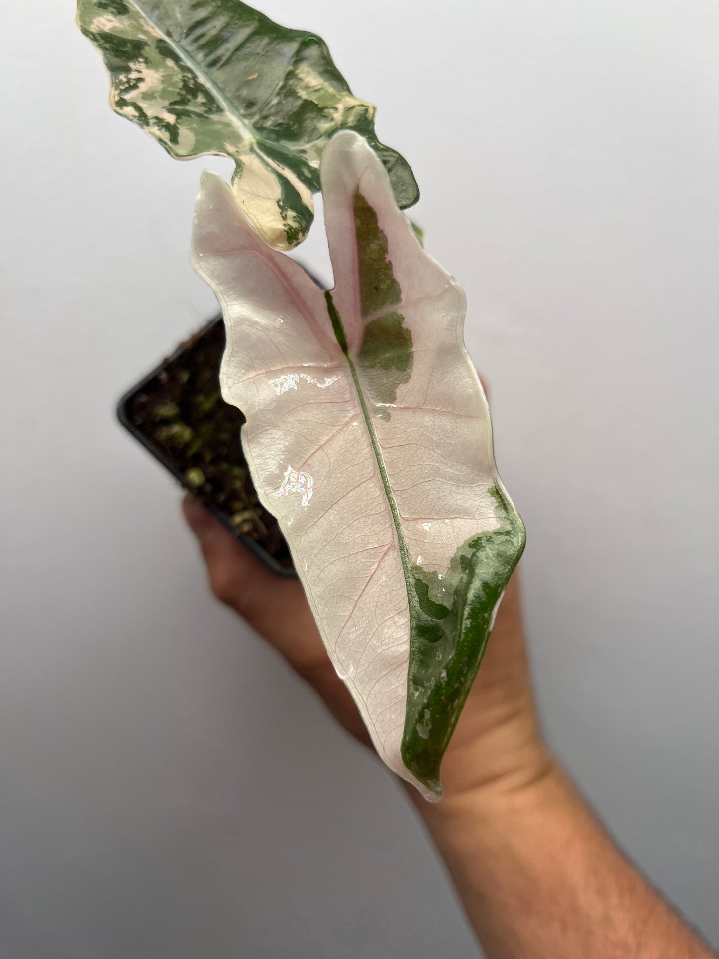 Alocasia pseudo Sanderiana pink variegated #2