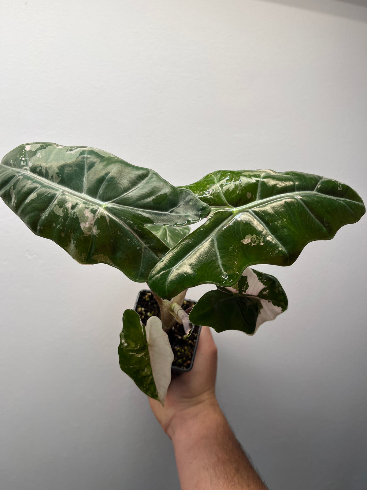 Alocasia Pseudo Sanderiana Pink Variegated - Rare Aroid #3