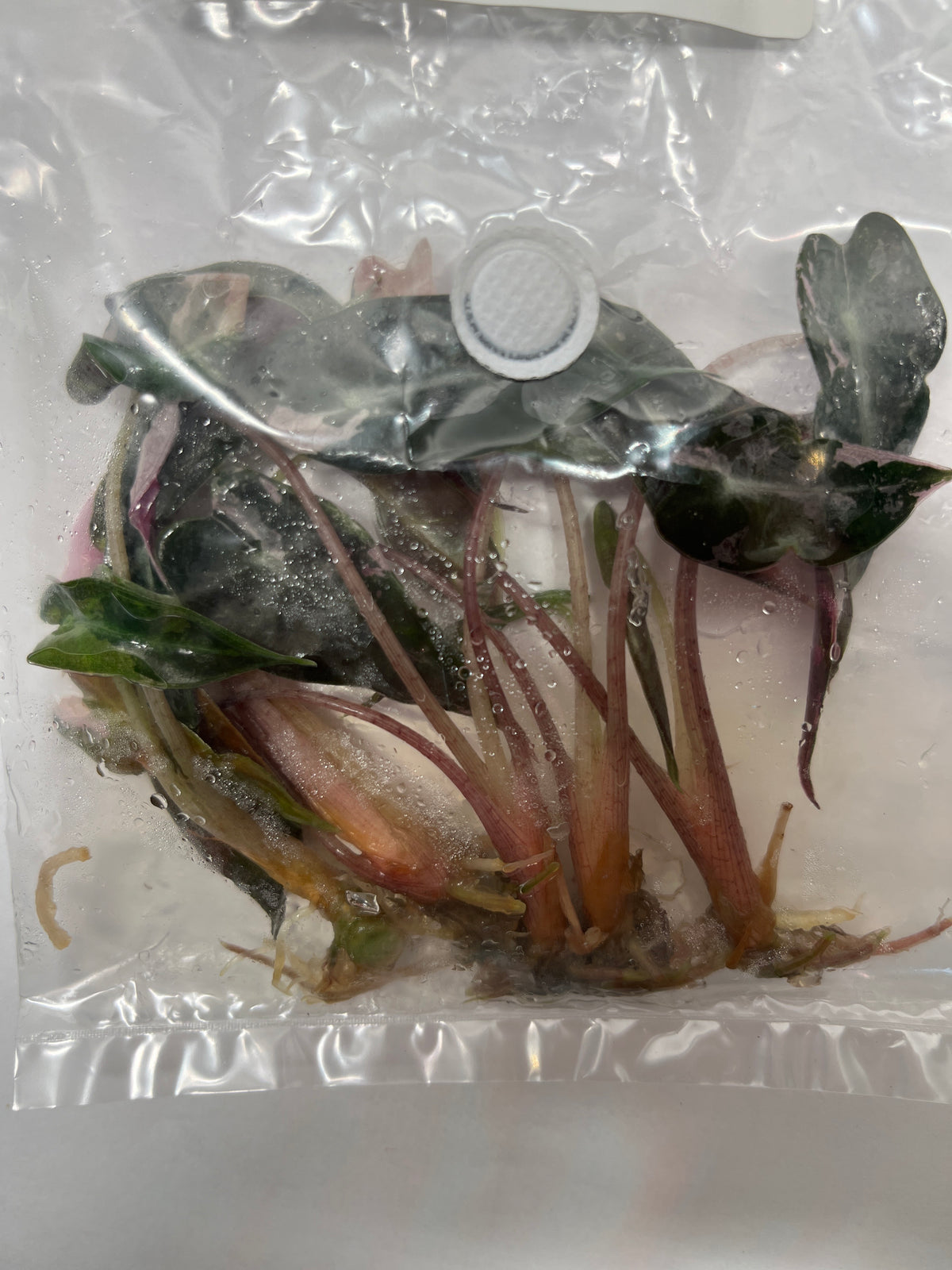 Alocasia Bambino Arrow Albo/Pink Variegated 5 Pack - TC Plant