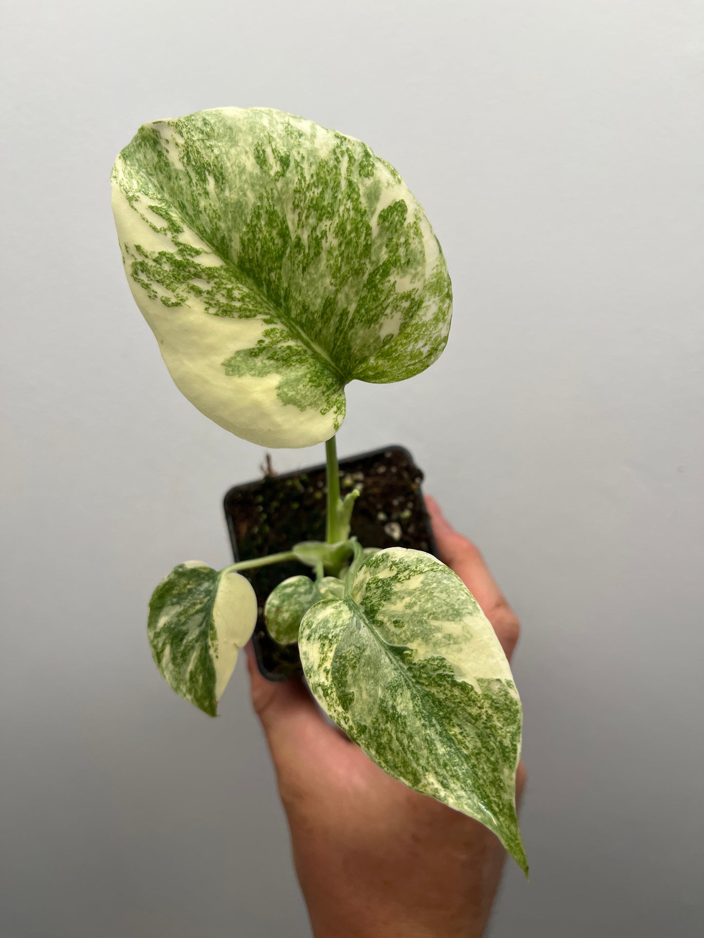 Monstera Deliciosa Green snow #1