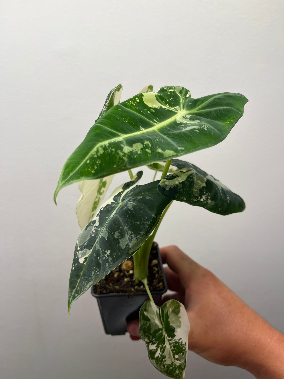 Alocasia Frydek - Rare Velvet Leaf Houseplant