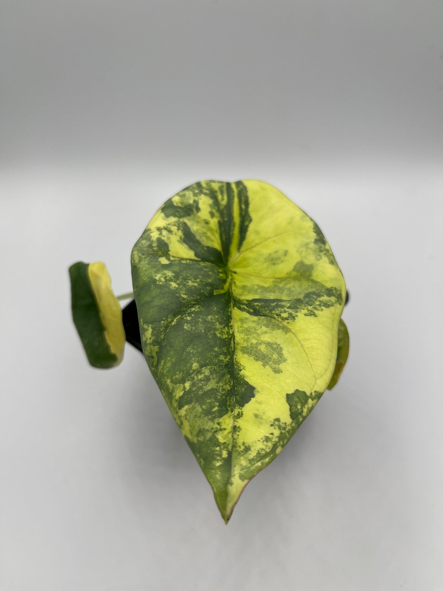 Alocasia Nebula aurea variegated #1