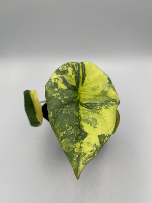 Alocasia Nebula aurea variegated #1