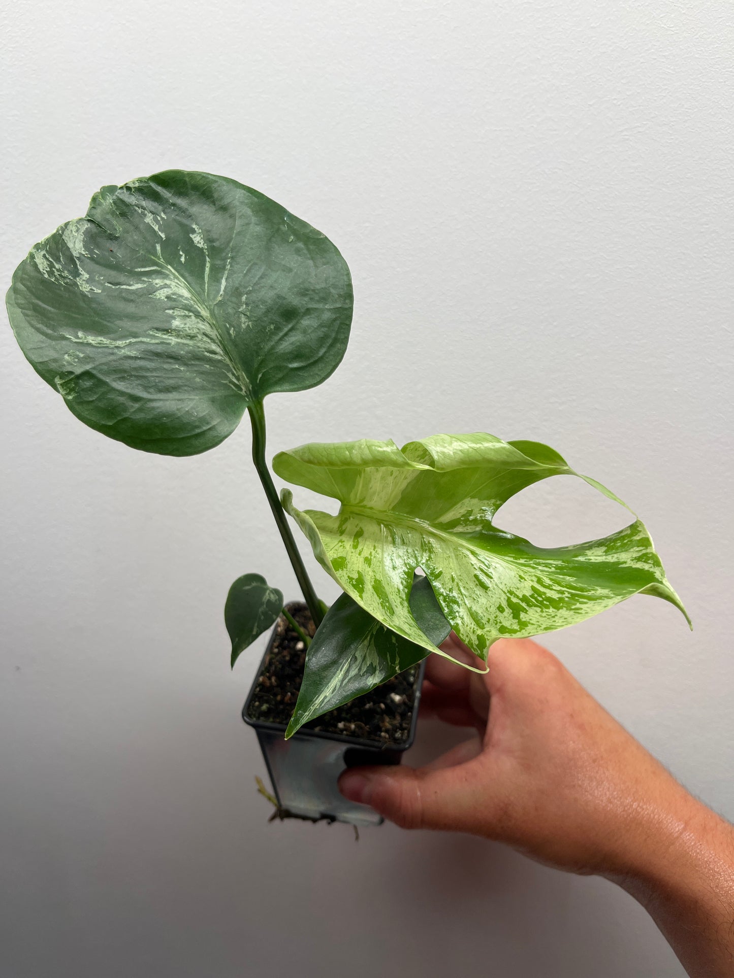 Monstera Deliciosa Bulbasaur