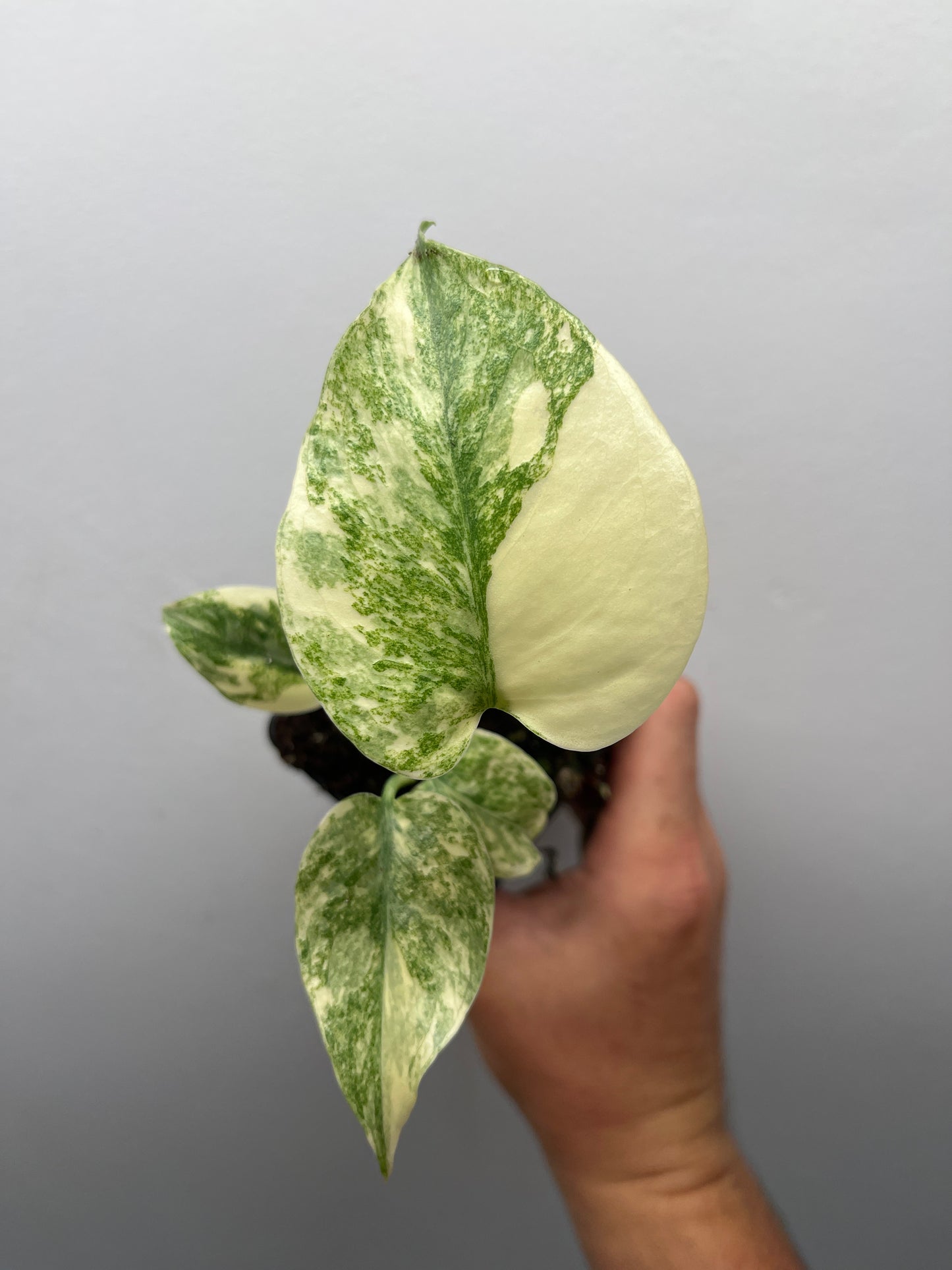Monstera Deliciosa Green snow #3