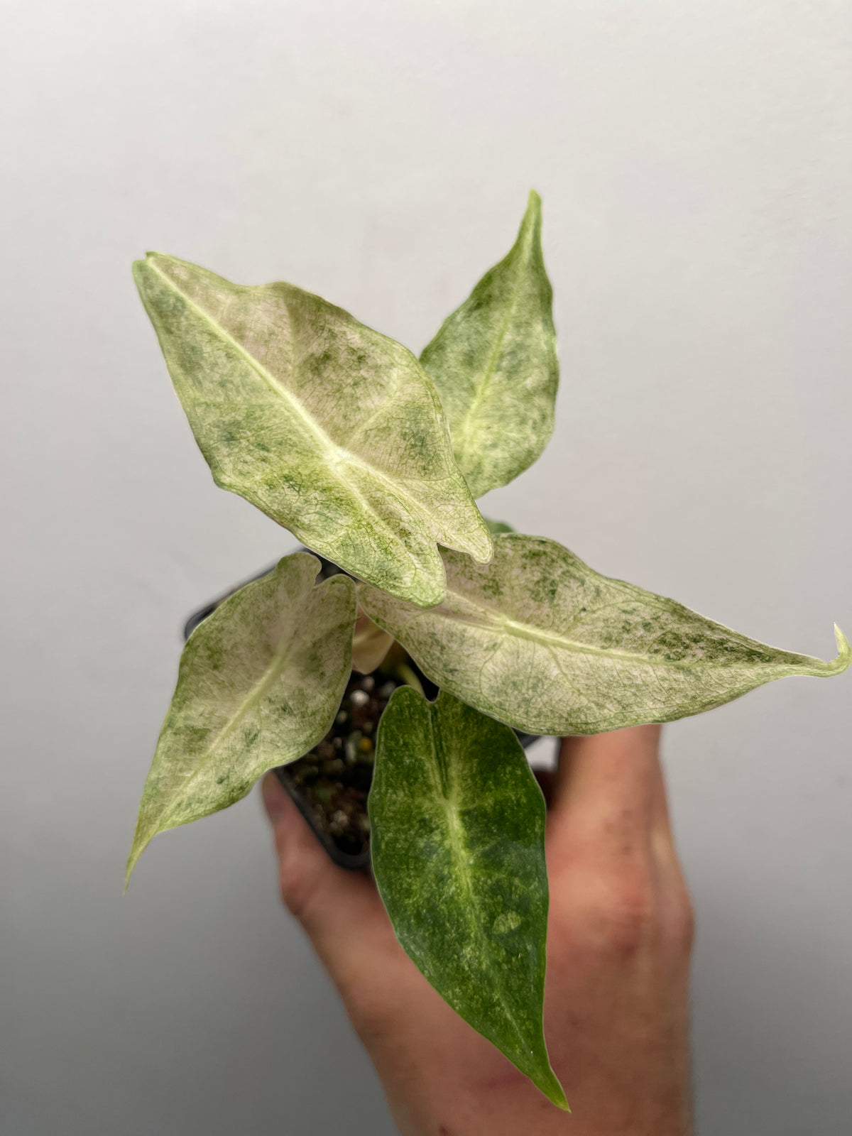 Alocasia Black Satun Stardust Variegated - Rare Aroid