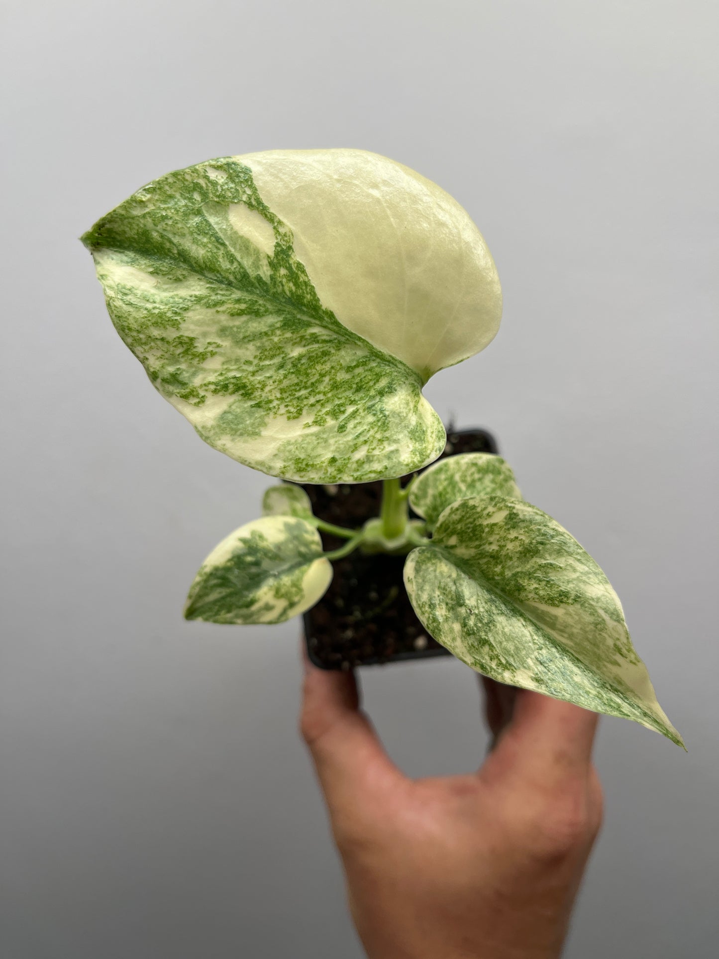 Monstera Deliciosa Green snow #3