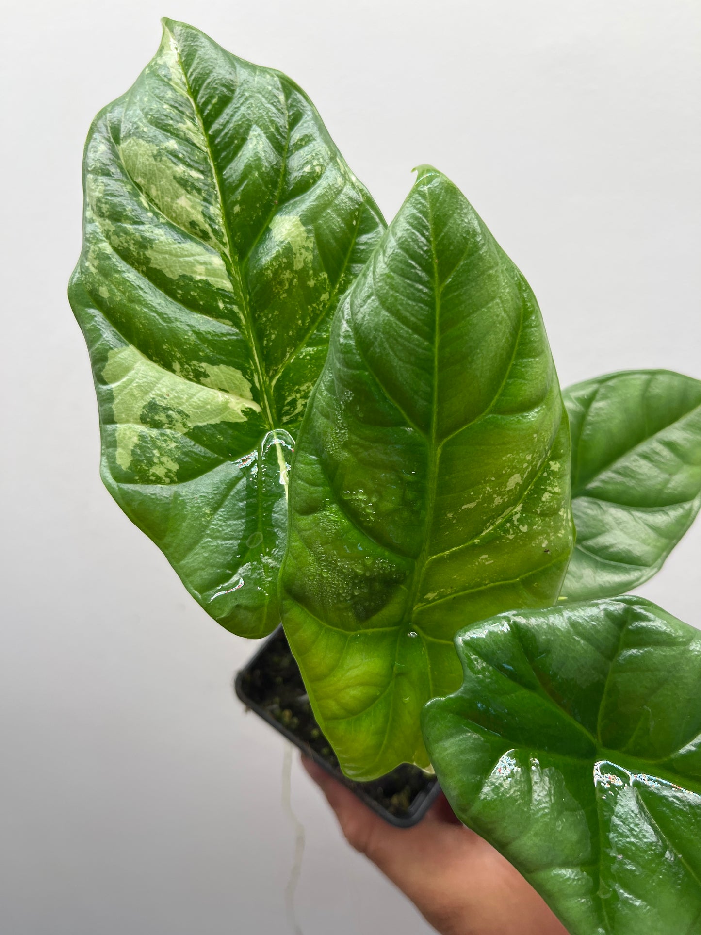 Alocasia Sinuata albo variegated #5
