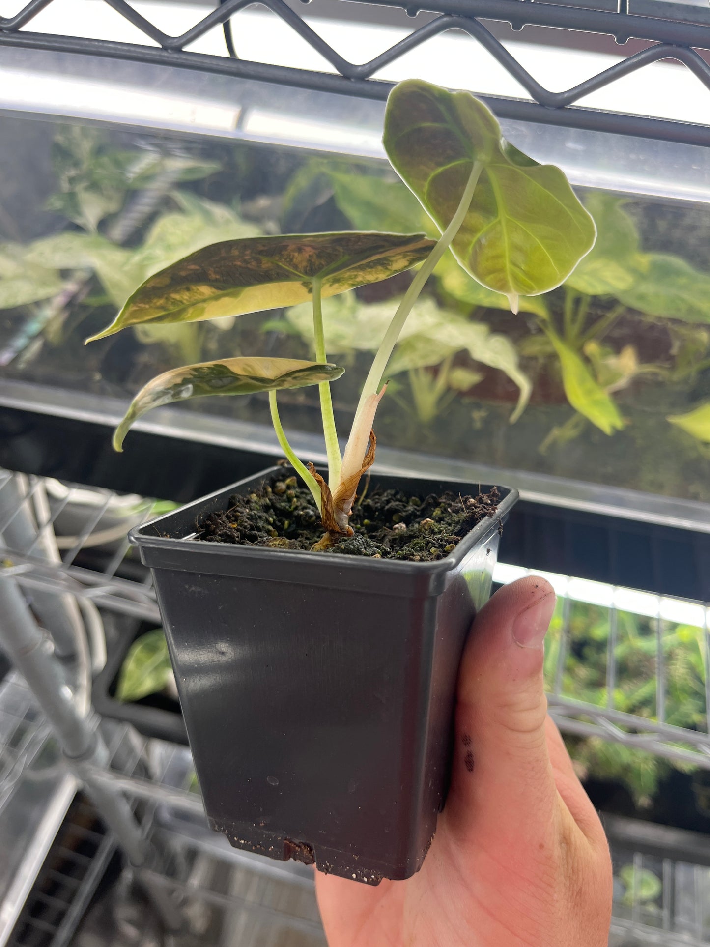 Alocasia Azlanii aurea variegated #6