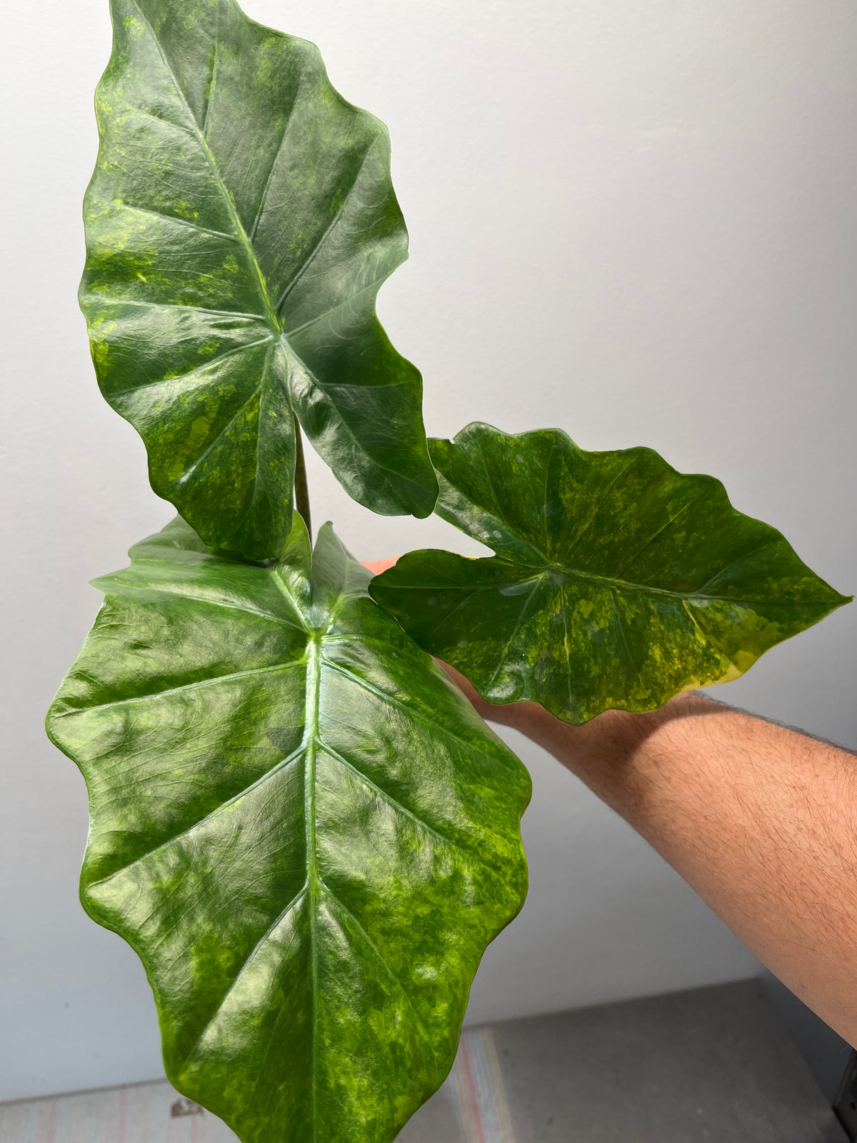 Alocasia Portora Aurea Variegated - Rare Aroid