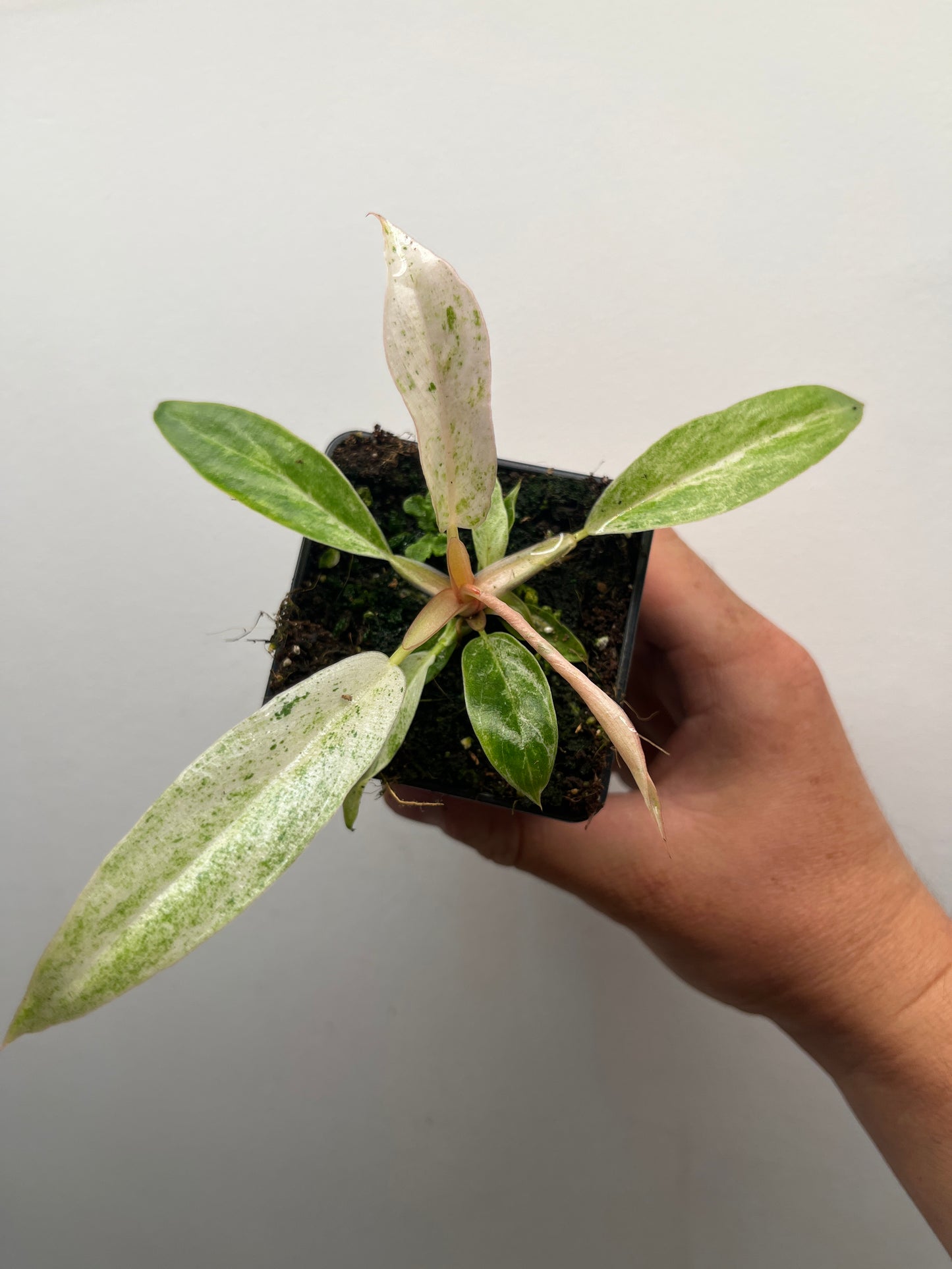 Philodendron Strawberry Caramel Marble Pink Variegated #1