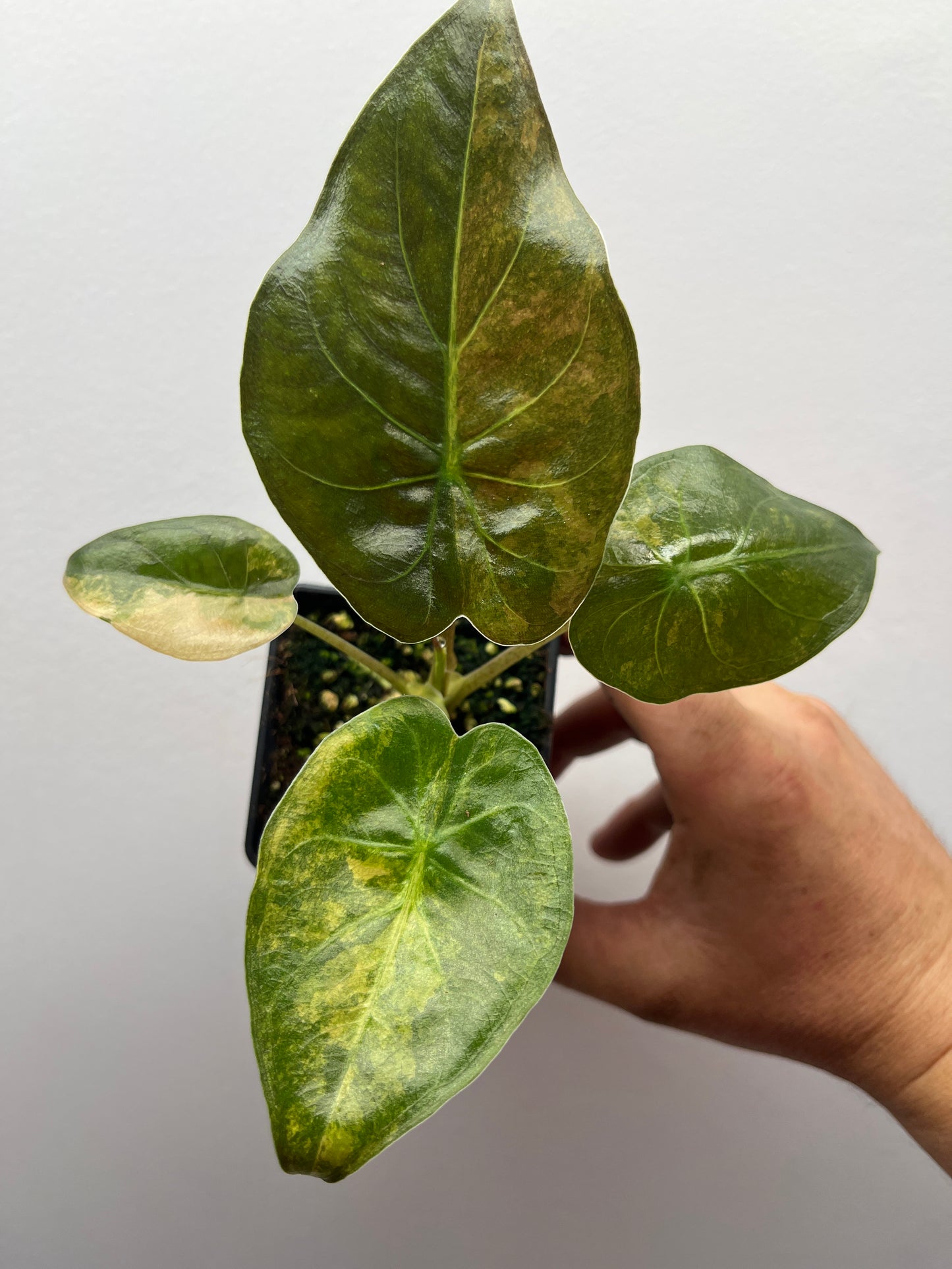 Alocasia Wentii aurea variegated