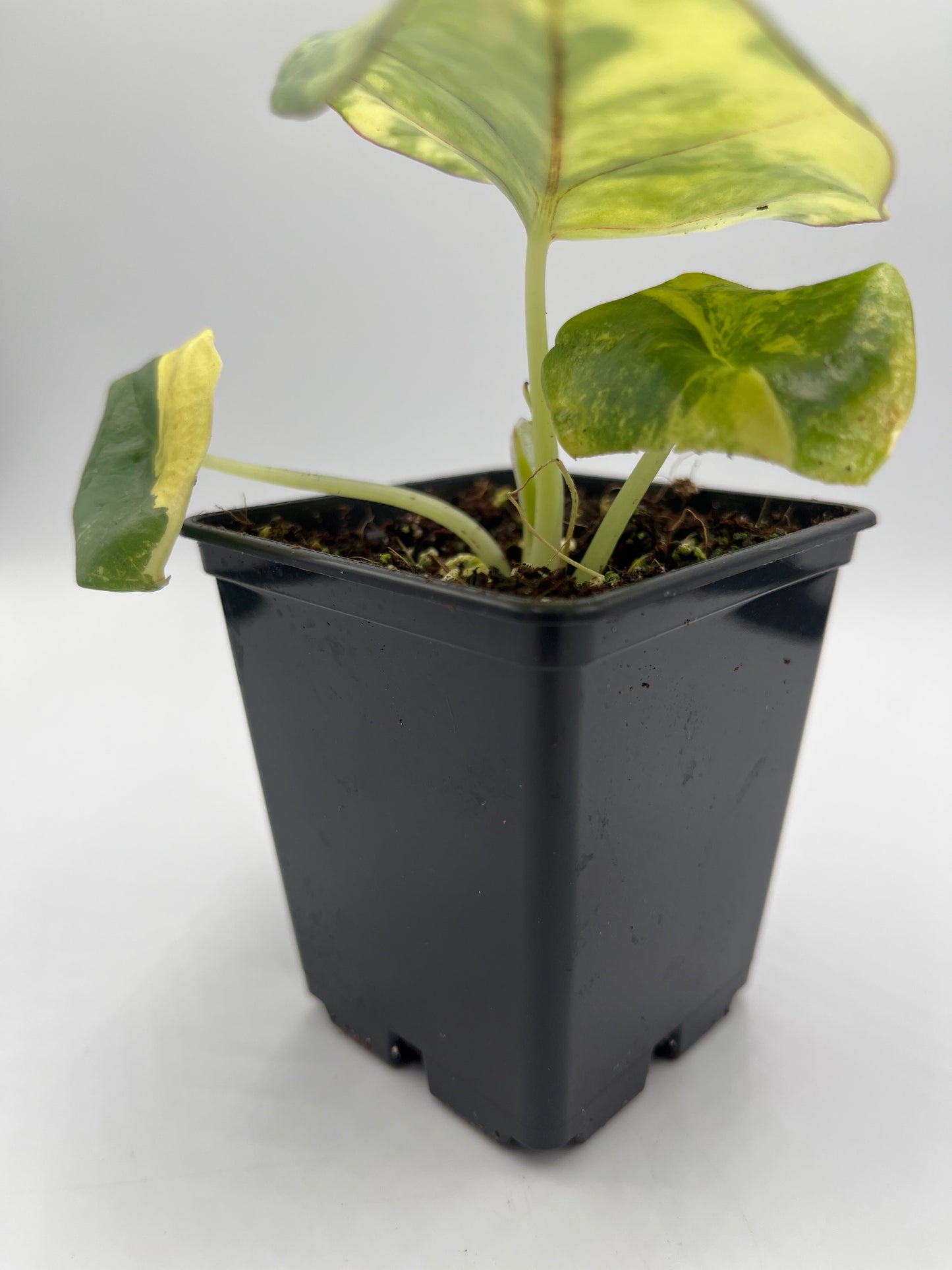 Alocasia Nebula aurea variegated #1