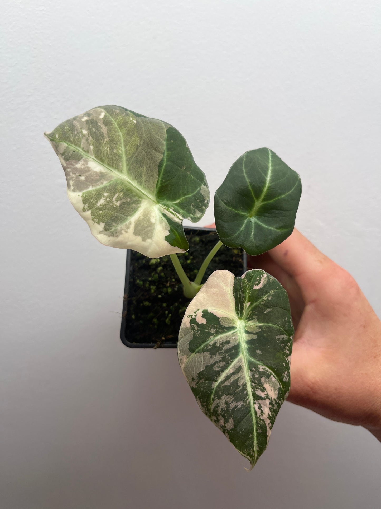 Alocasia Black velvet pink variegated
