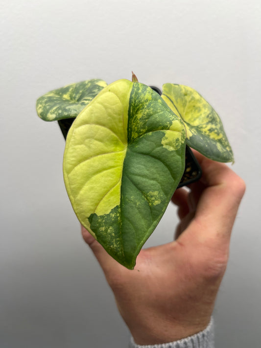 Alocasia Nebula aurea variegated #2