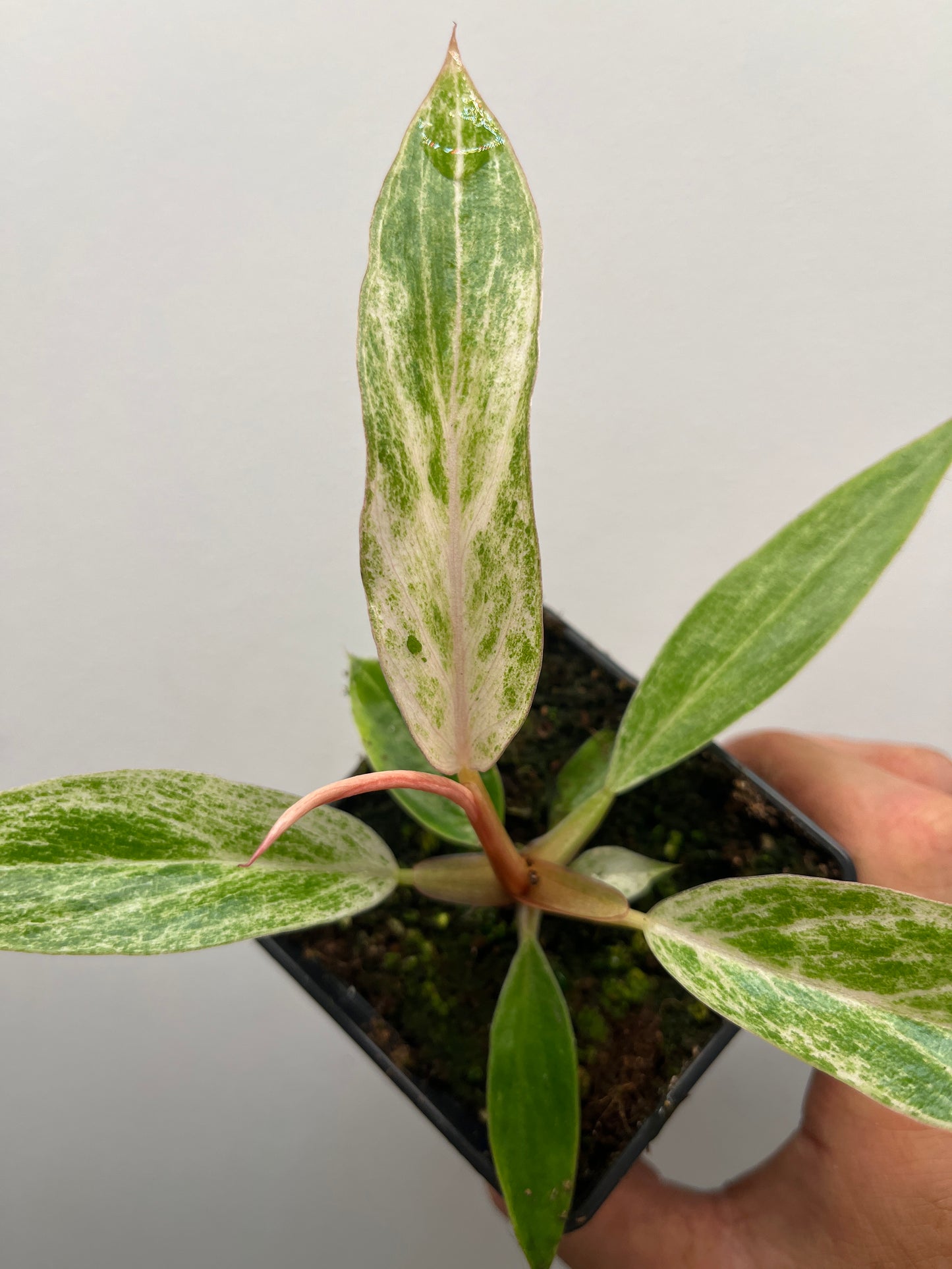 Philodendron Strawberry Caramel Marble Pink Variegated #3