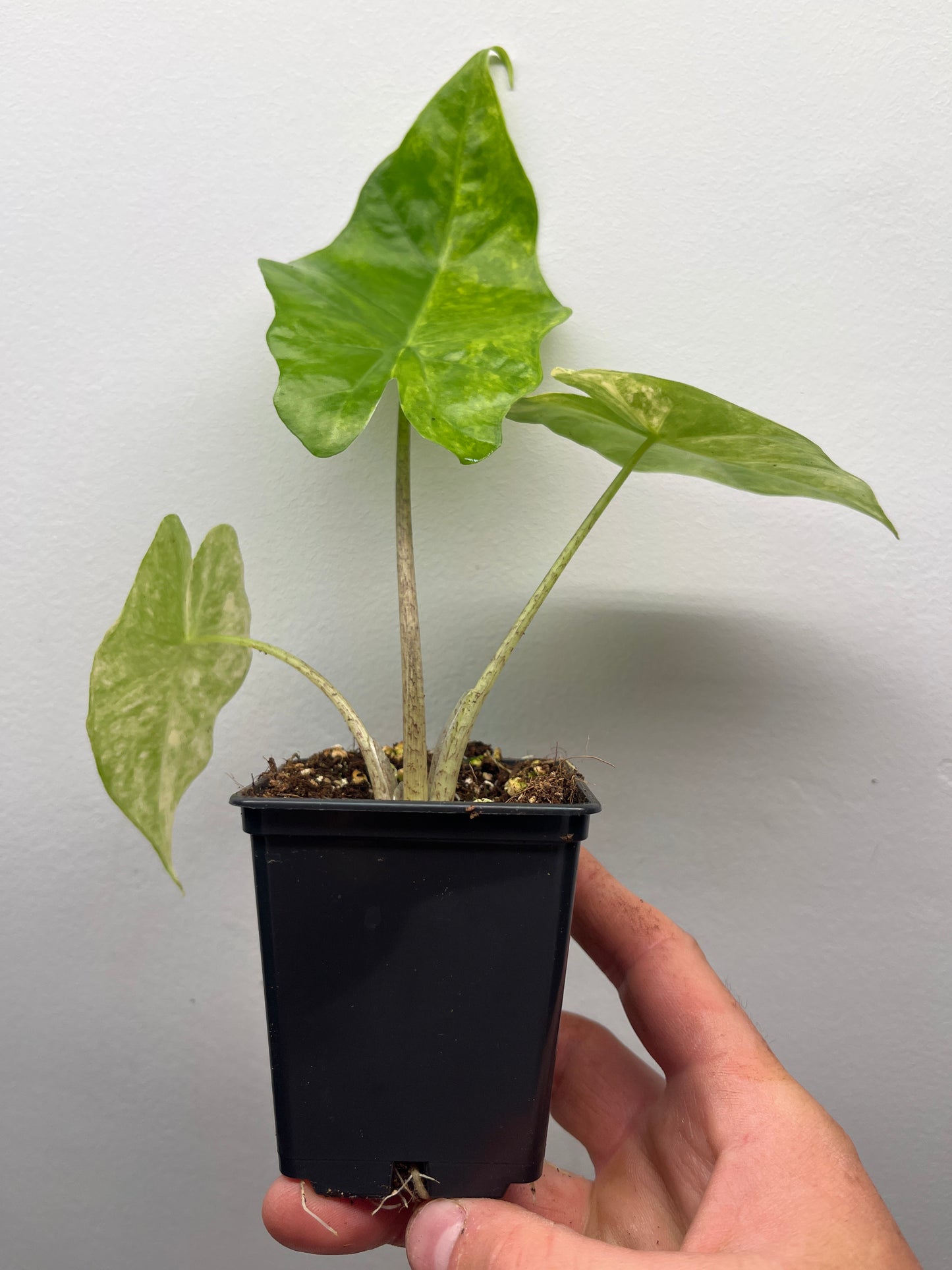 Alocasia Portora Aurea variegated #1