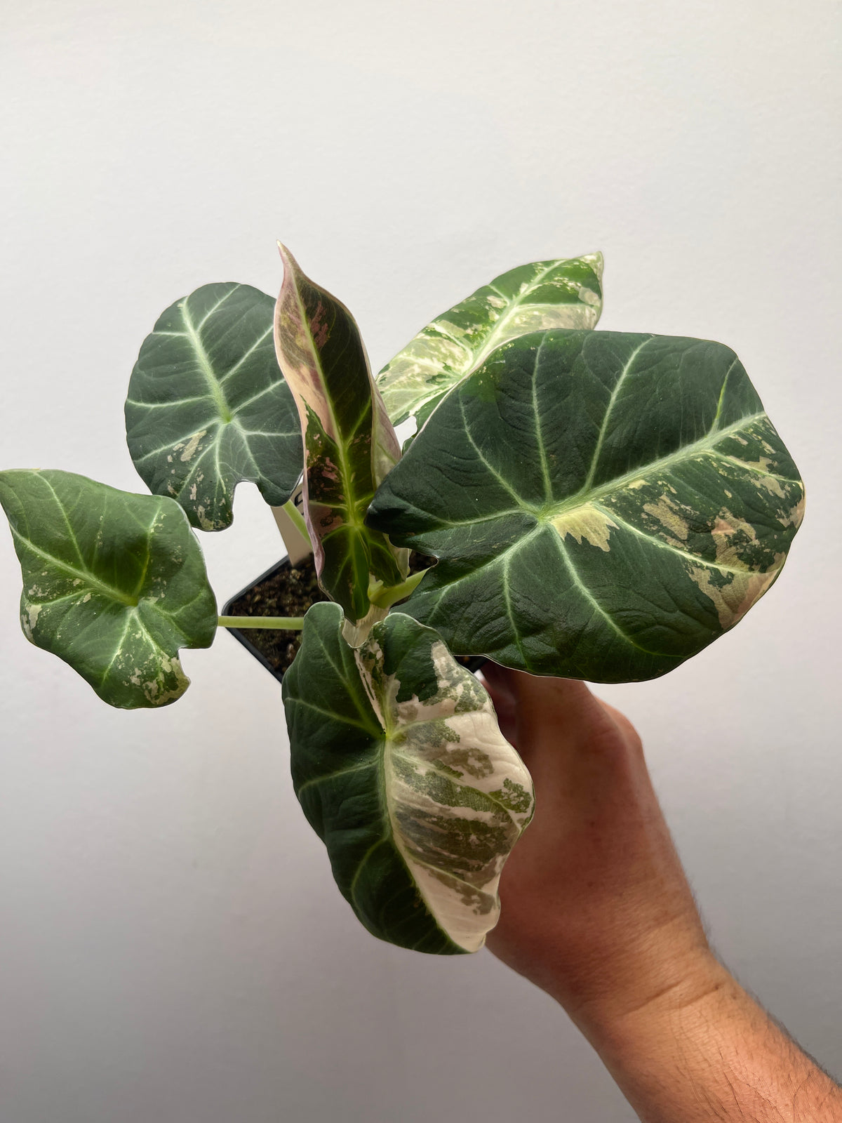 Alocasia Black Velvet Pink Variegated - Rare Aroid