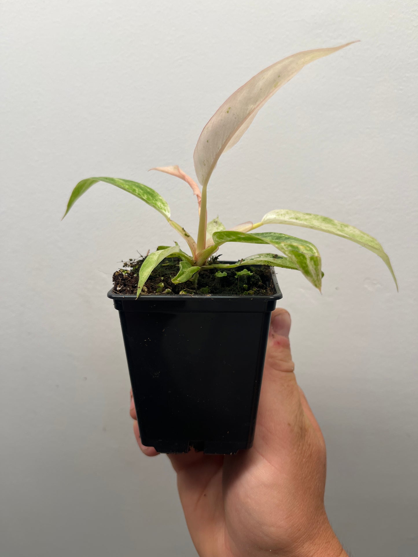 Philodendron Strawberry Caramel Marble Pink Variegated #2