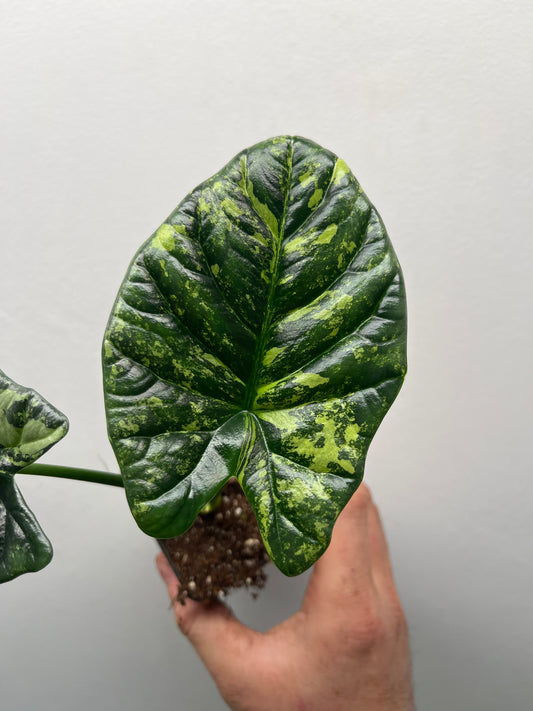 Alocasia Sinuata Albo Variegated - Rare Variegated Aroid #1