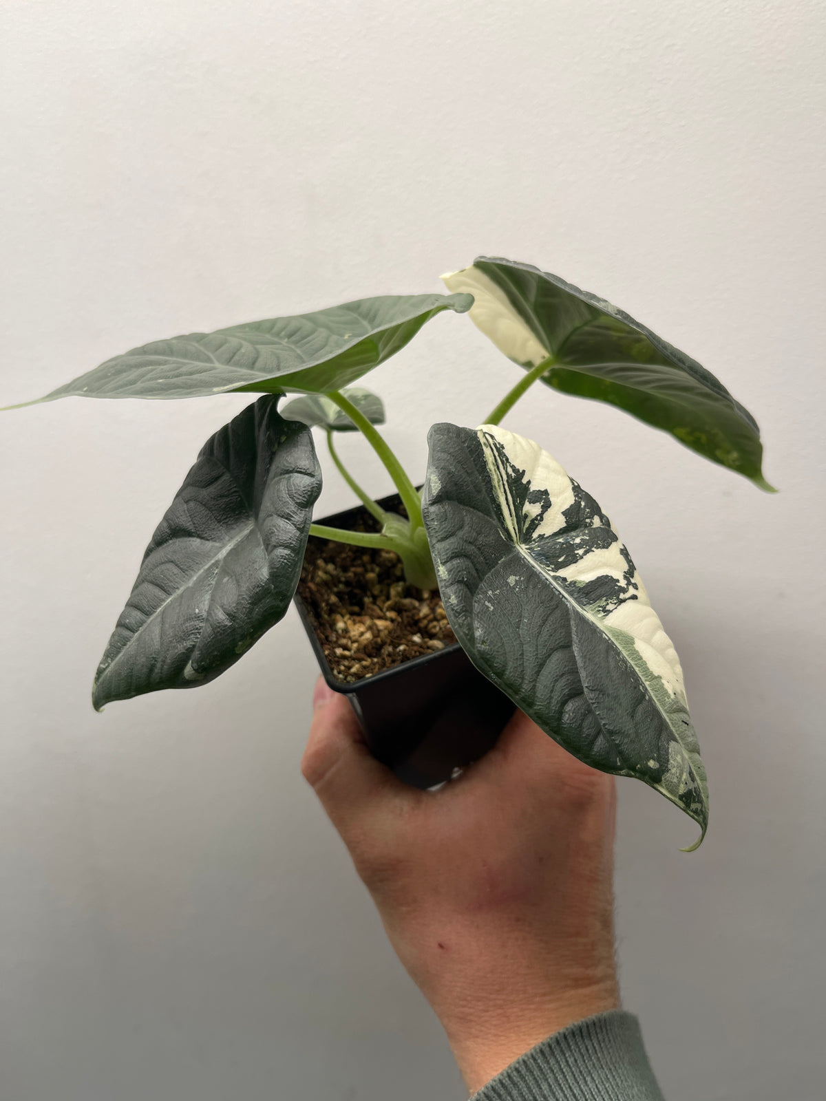 Alocasia Maharani Albo Variegated - Rare Variegated Aroid #1