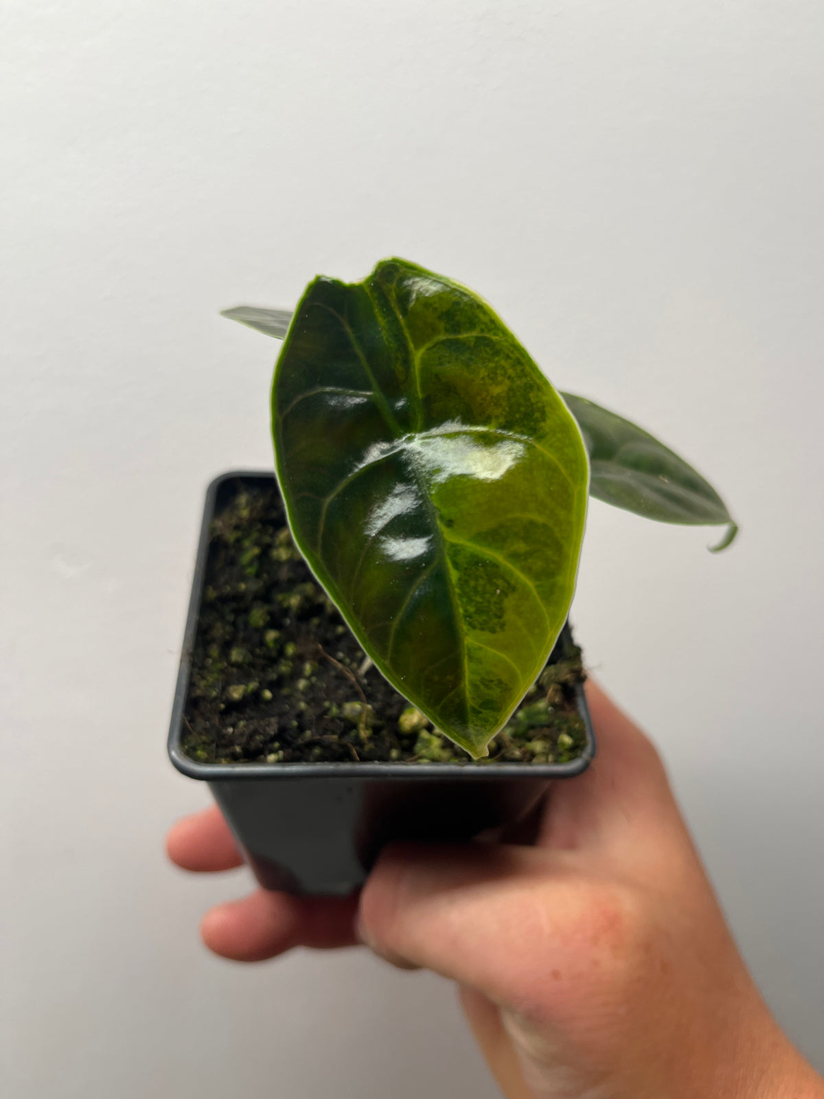 Alocasia Azlanii Aurea Variegated - Rare Aroid #1