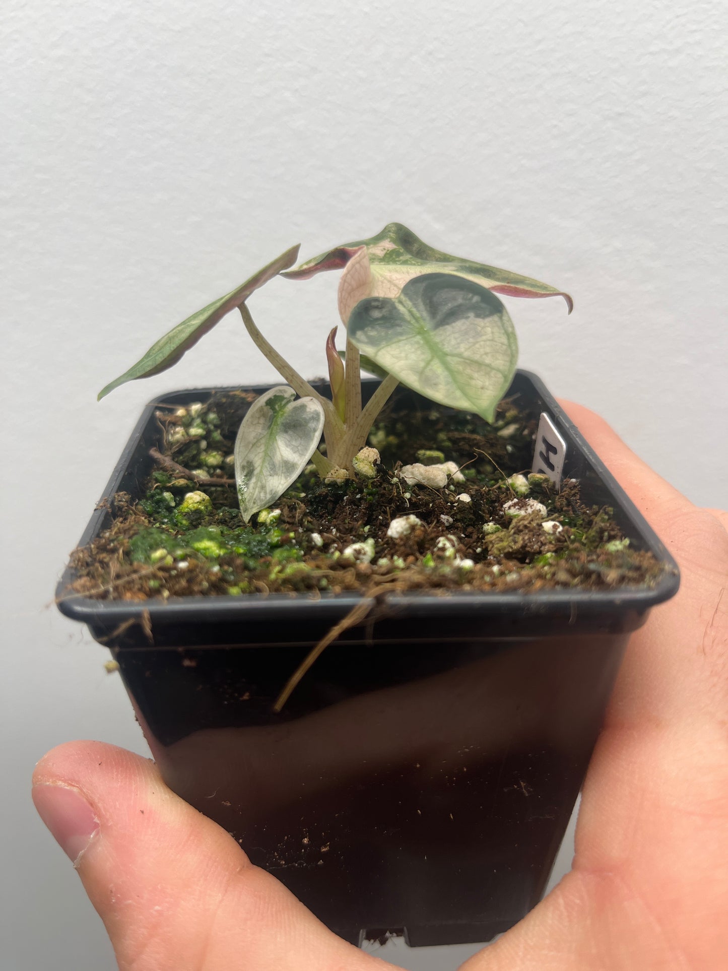 Alocasia Balloon heart pink variegated #1