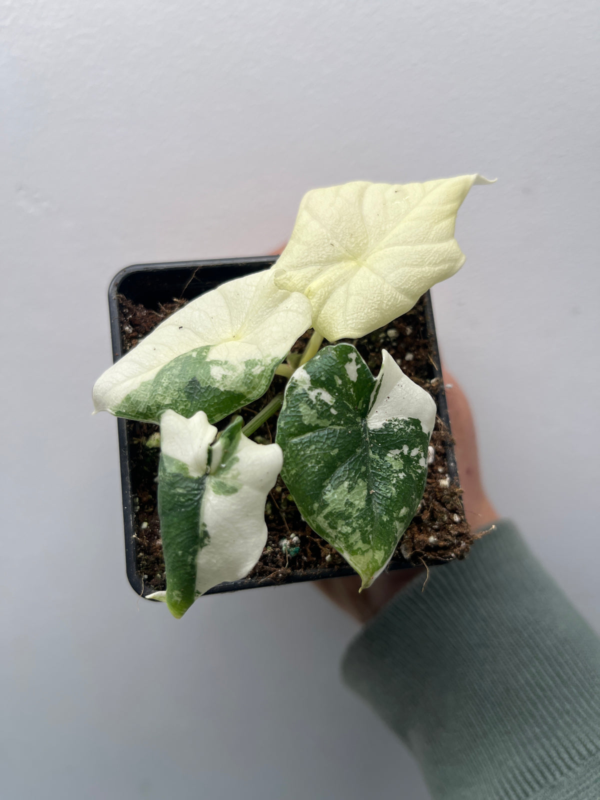 Alocasia Melo Albo Variegated - Rare Variegated Aroid