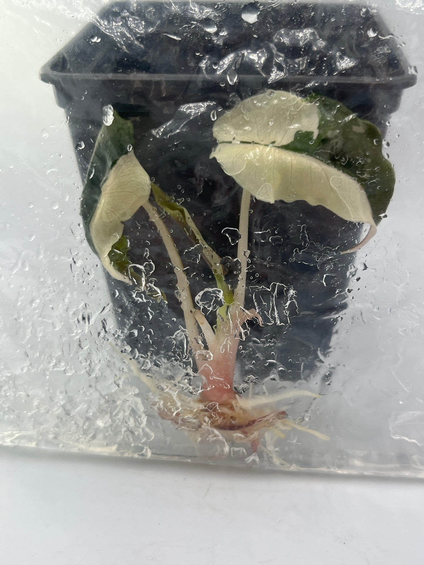 Alocasia Chantrieri pink variegated TC
