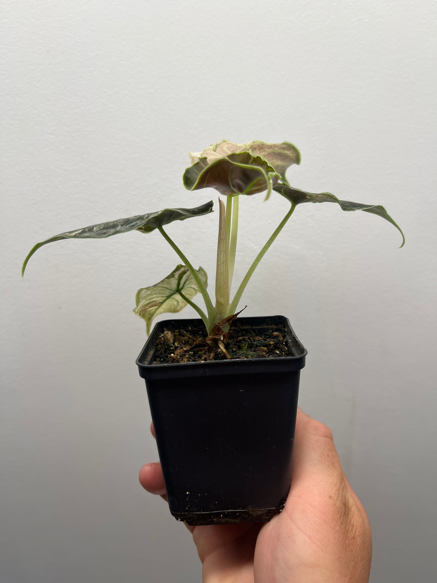 Alocasia Azlanii pink mint variegated #1