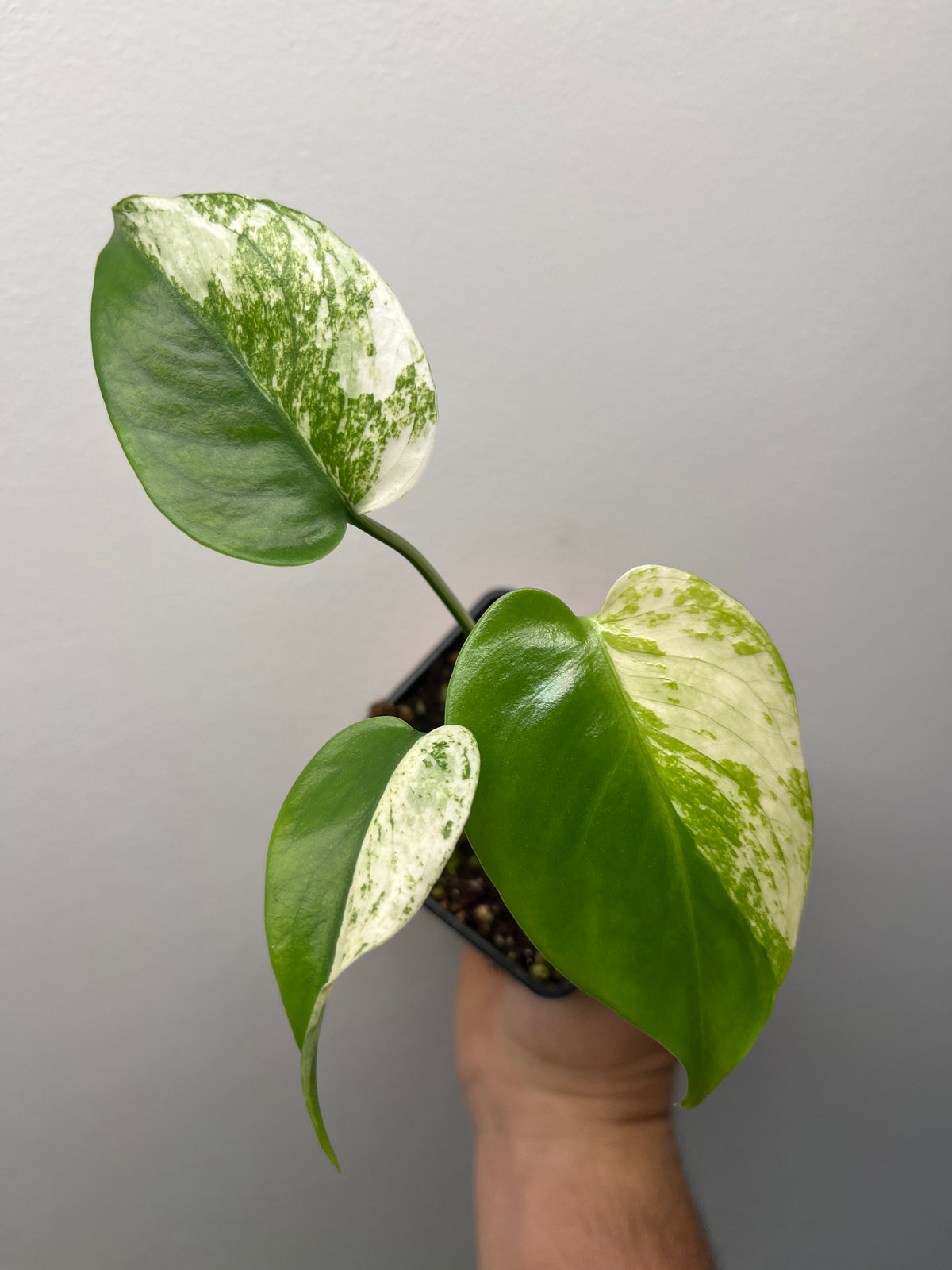 Monstera Deliciosa Star Shadow - Rare Variegated Monstera