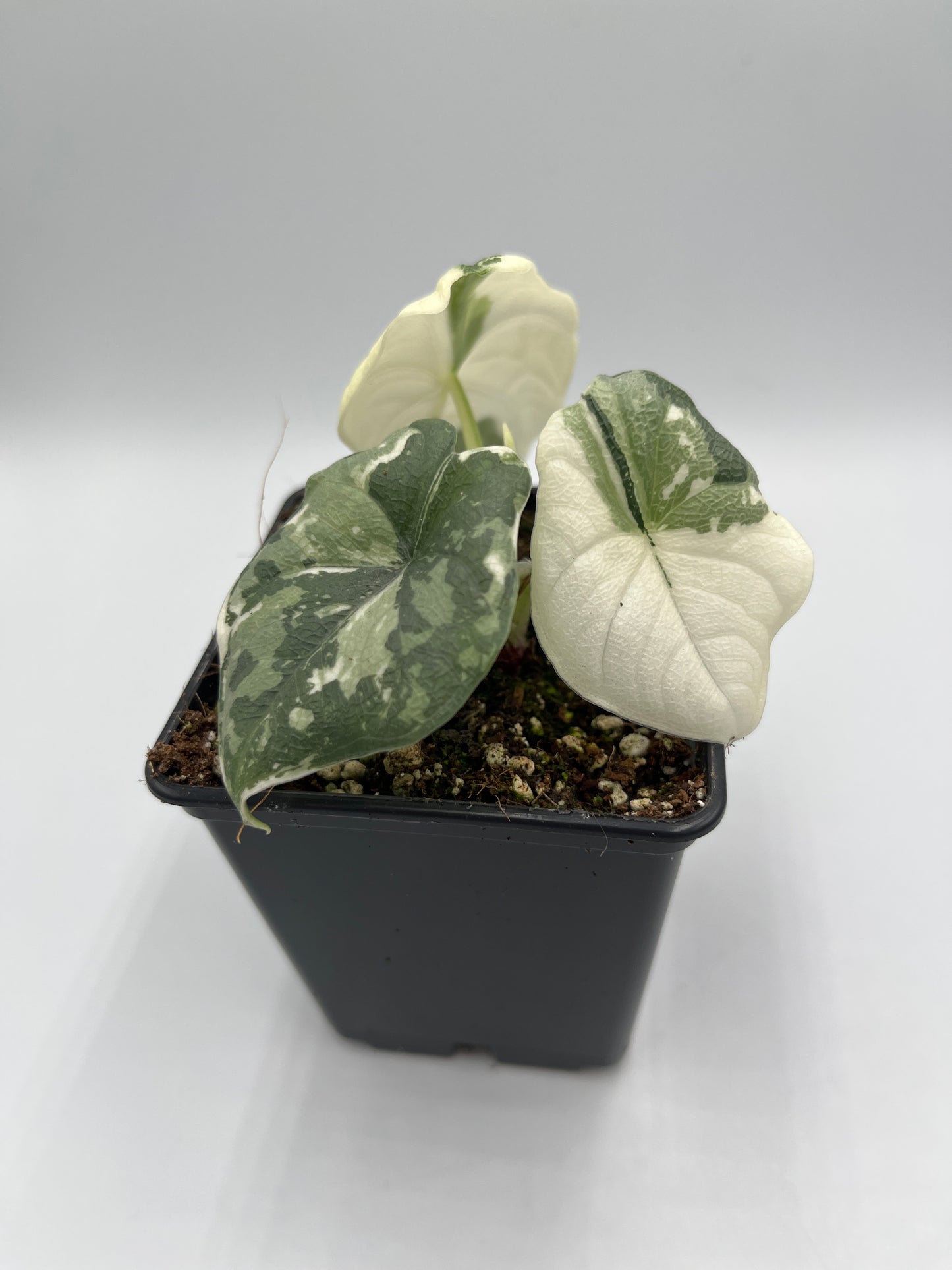 Alocasia Melo albo variegated #7