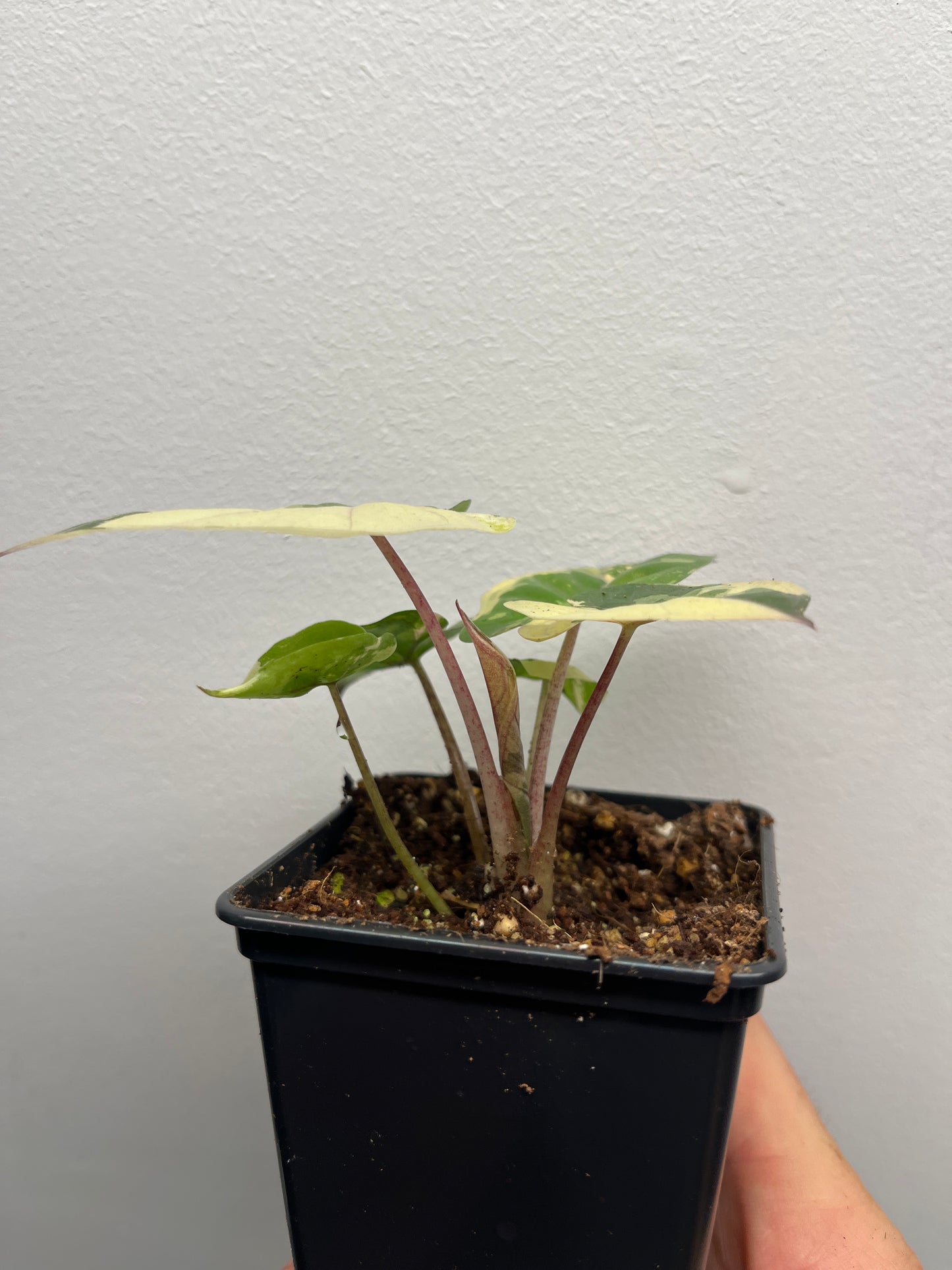 Alocasia Yucatan Princess Albo / Pink variegated #1