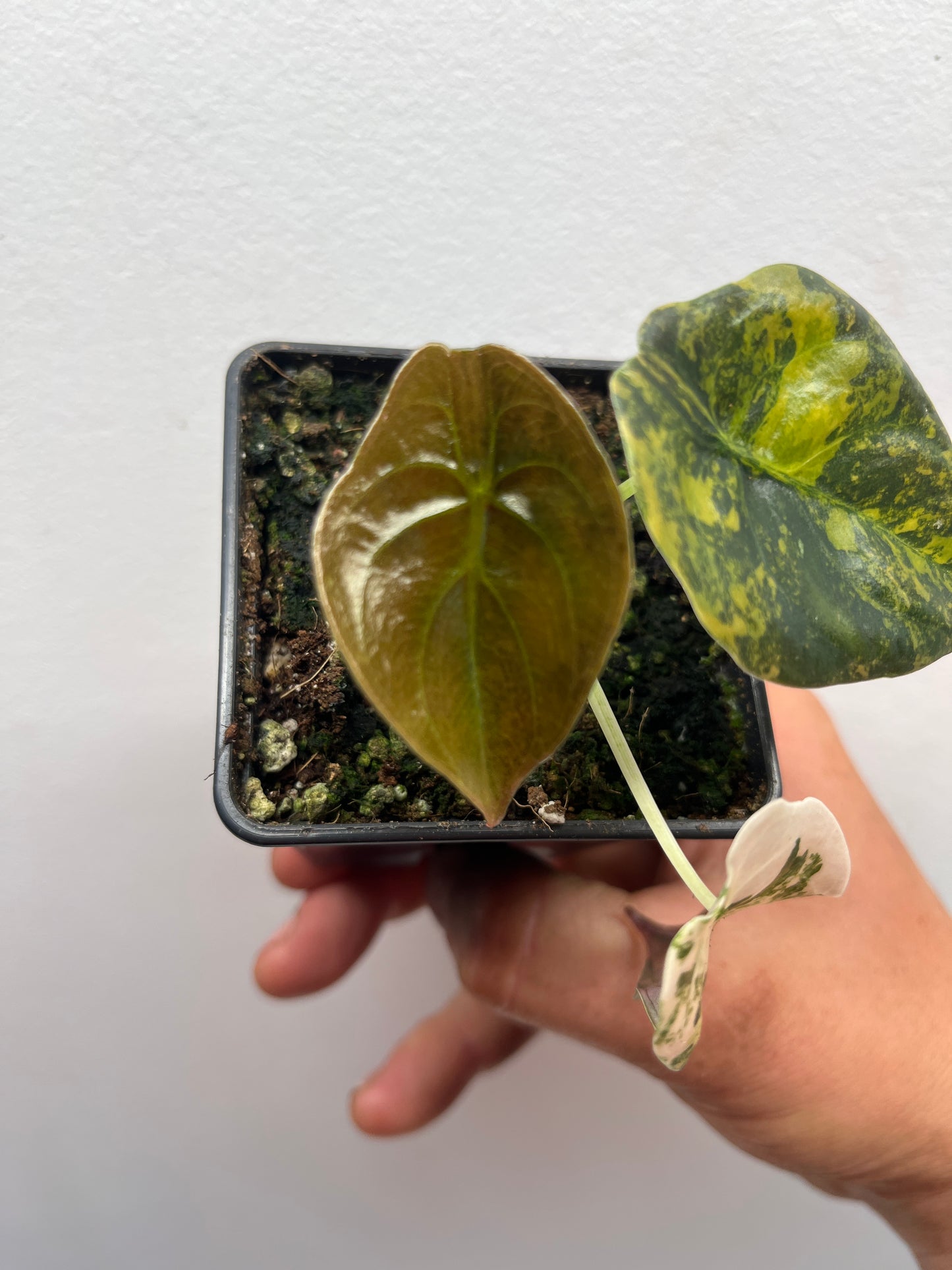 Alocasia Cuprea latte gold aurea variegated #3