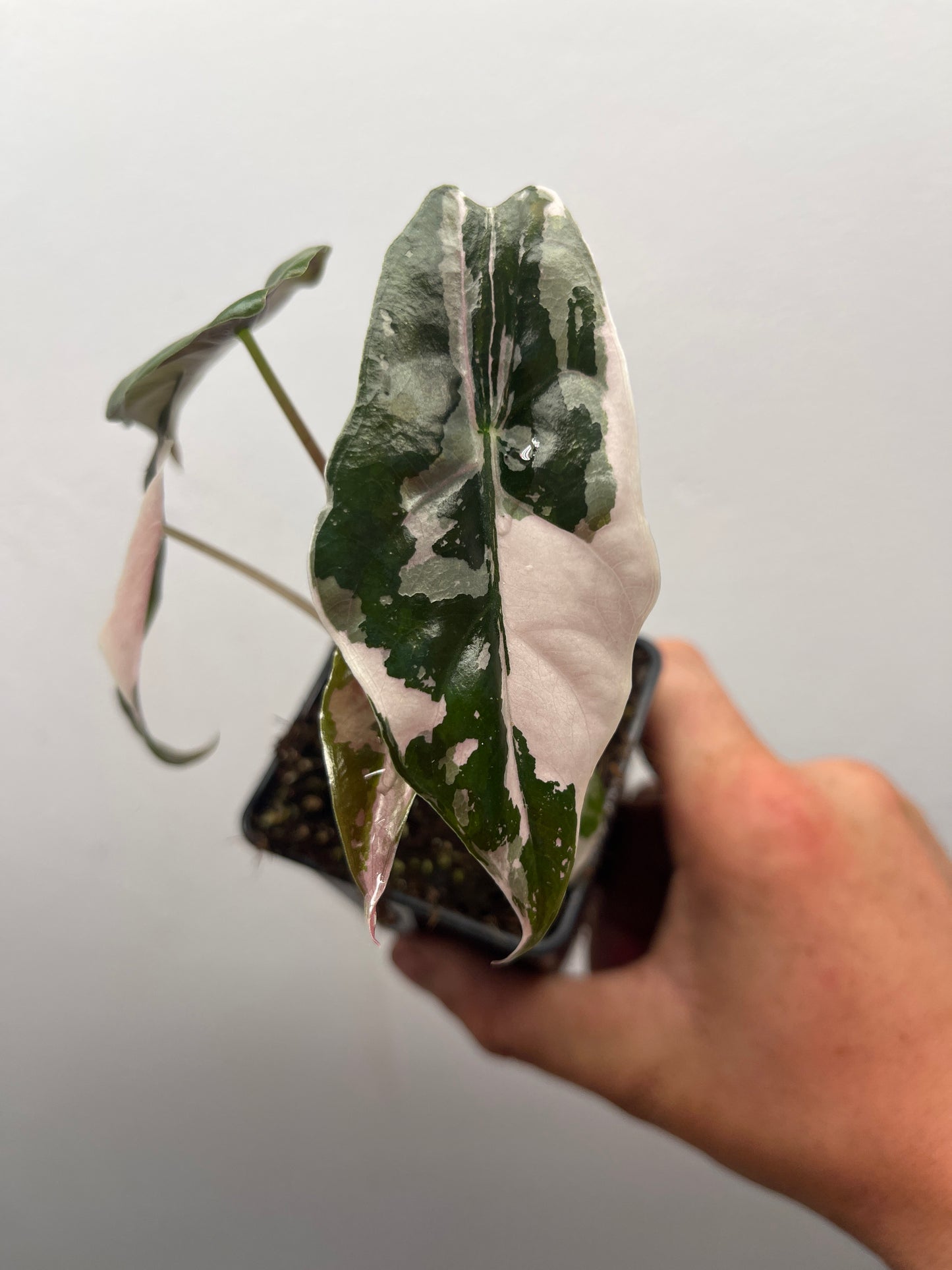 Alocasia Chantrieri pink variegated #1