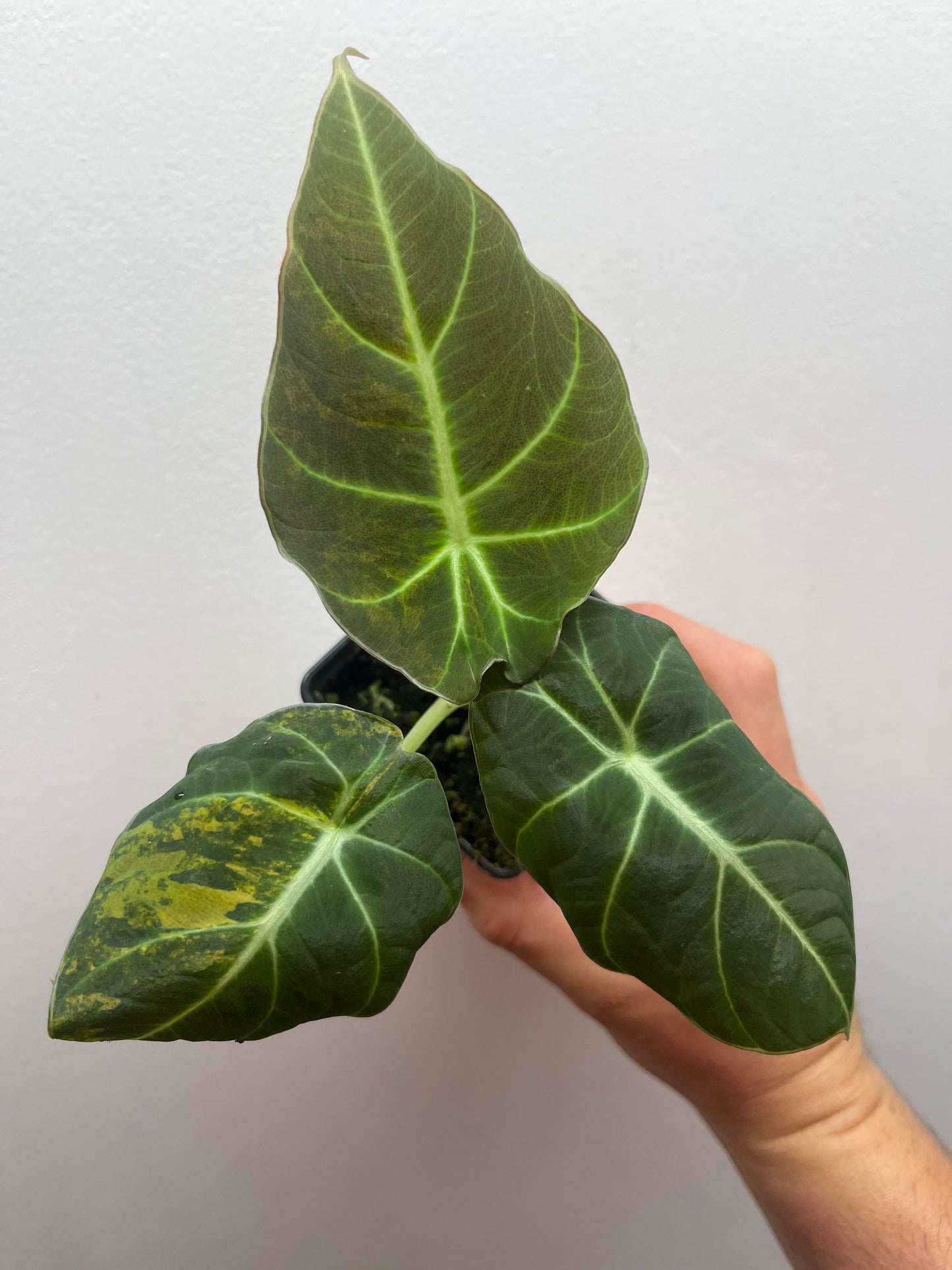 Alocasia Black velvet aurea variegated