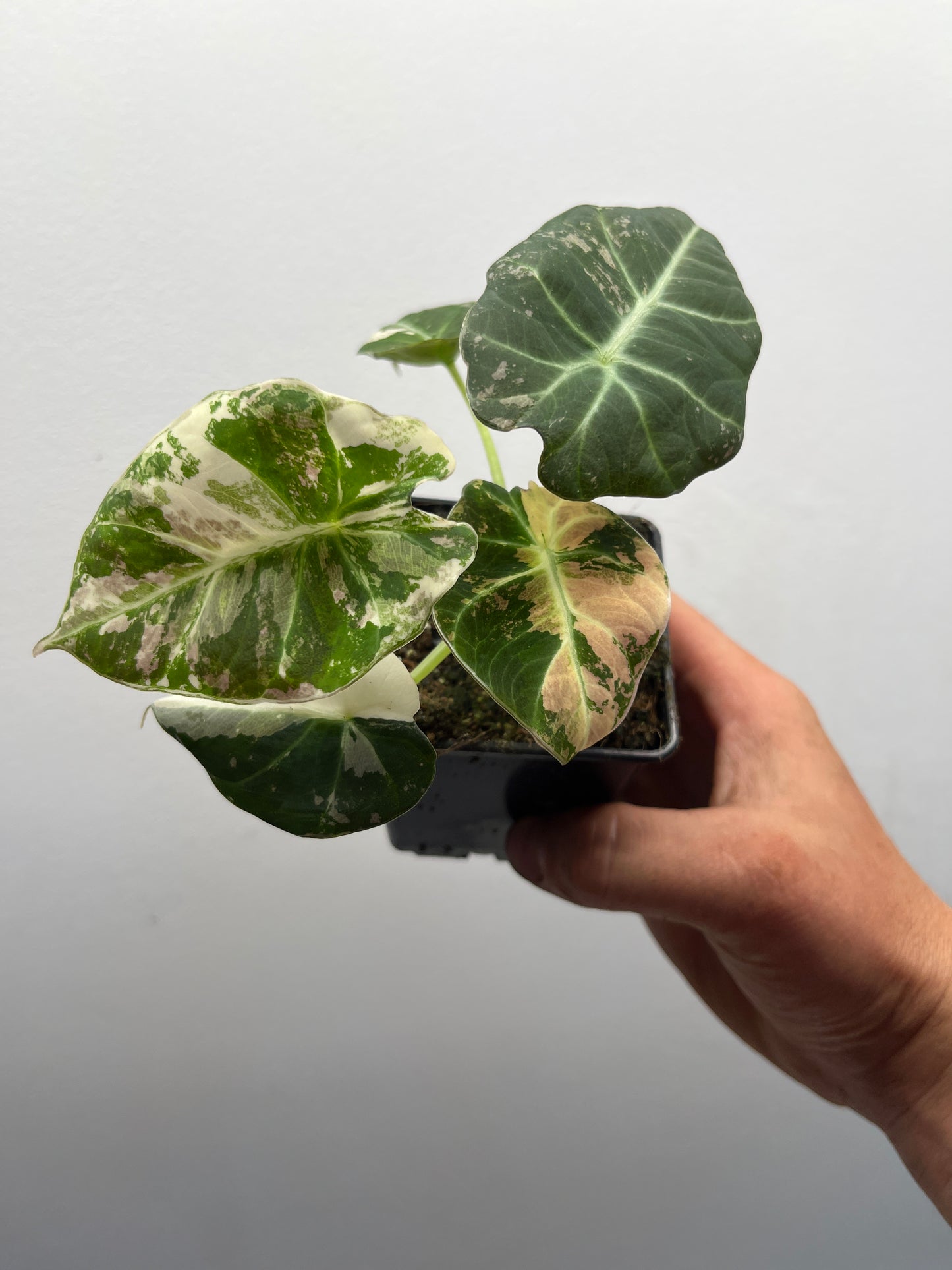 Alocasia Black velvet pink variegated