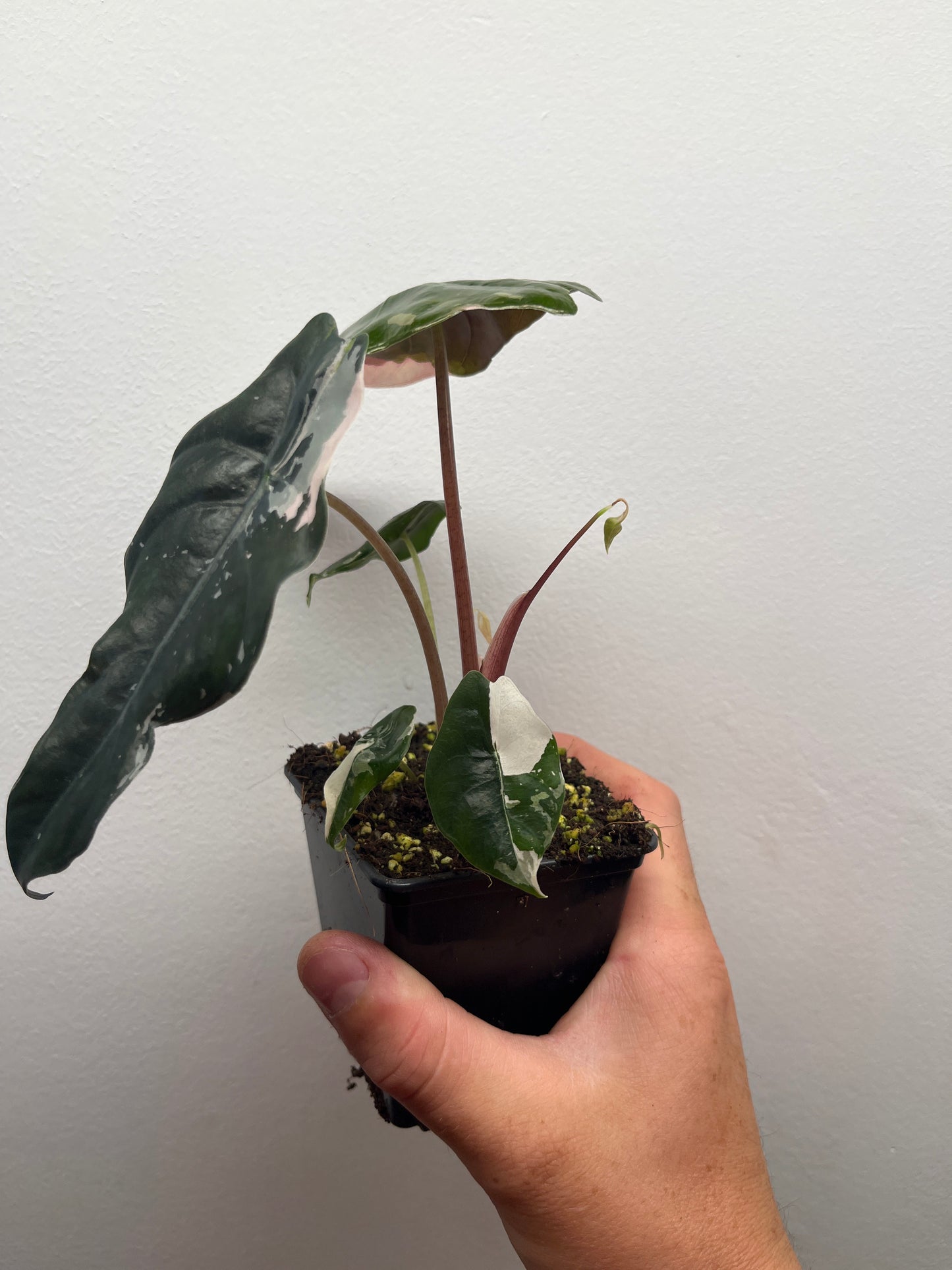 Alocasia Chantrieri pink variegated #3