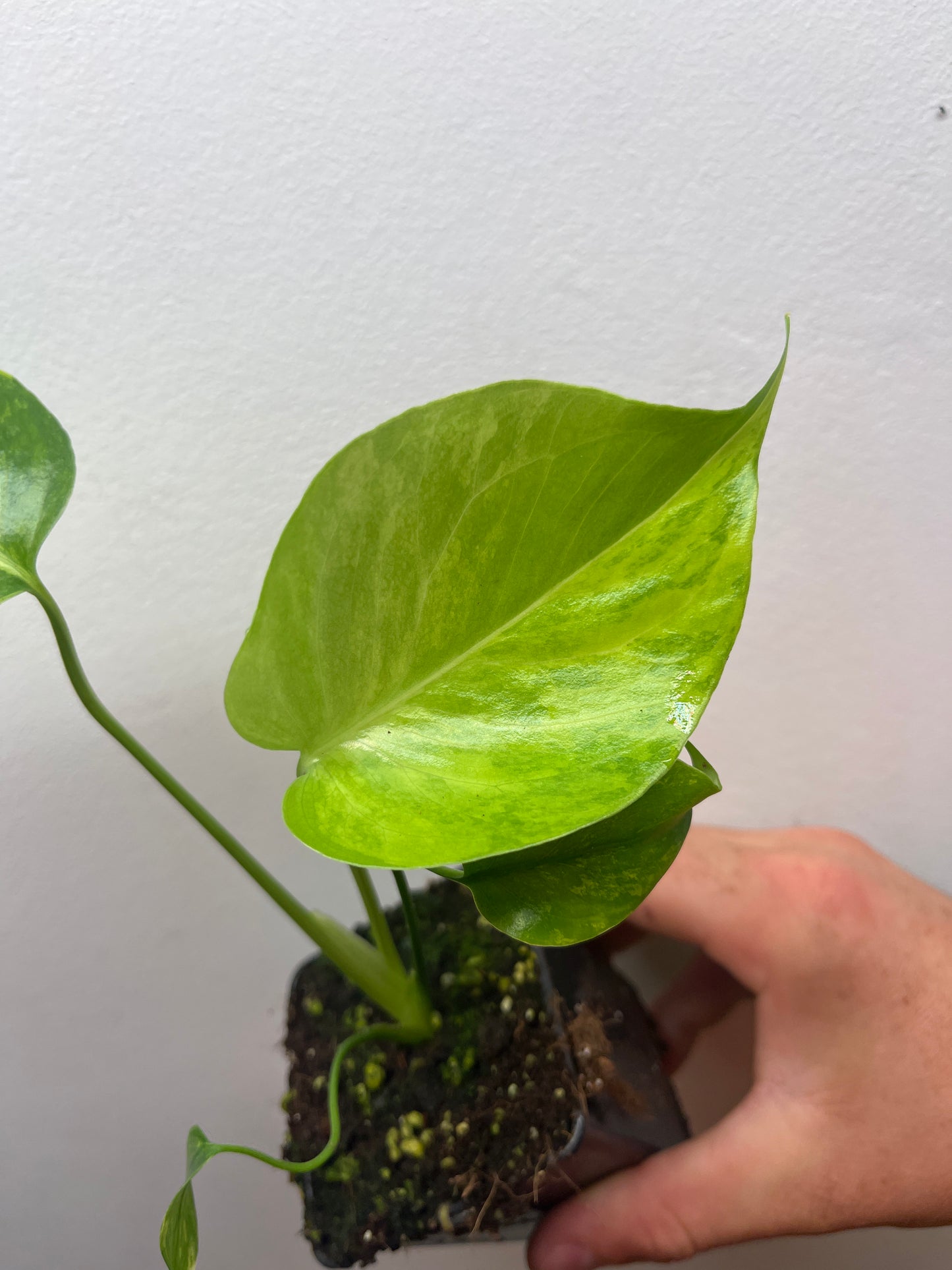 Monstera Deliciosa Yellow Marilyn #3