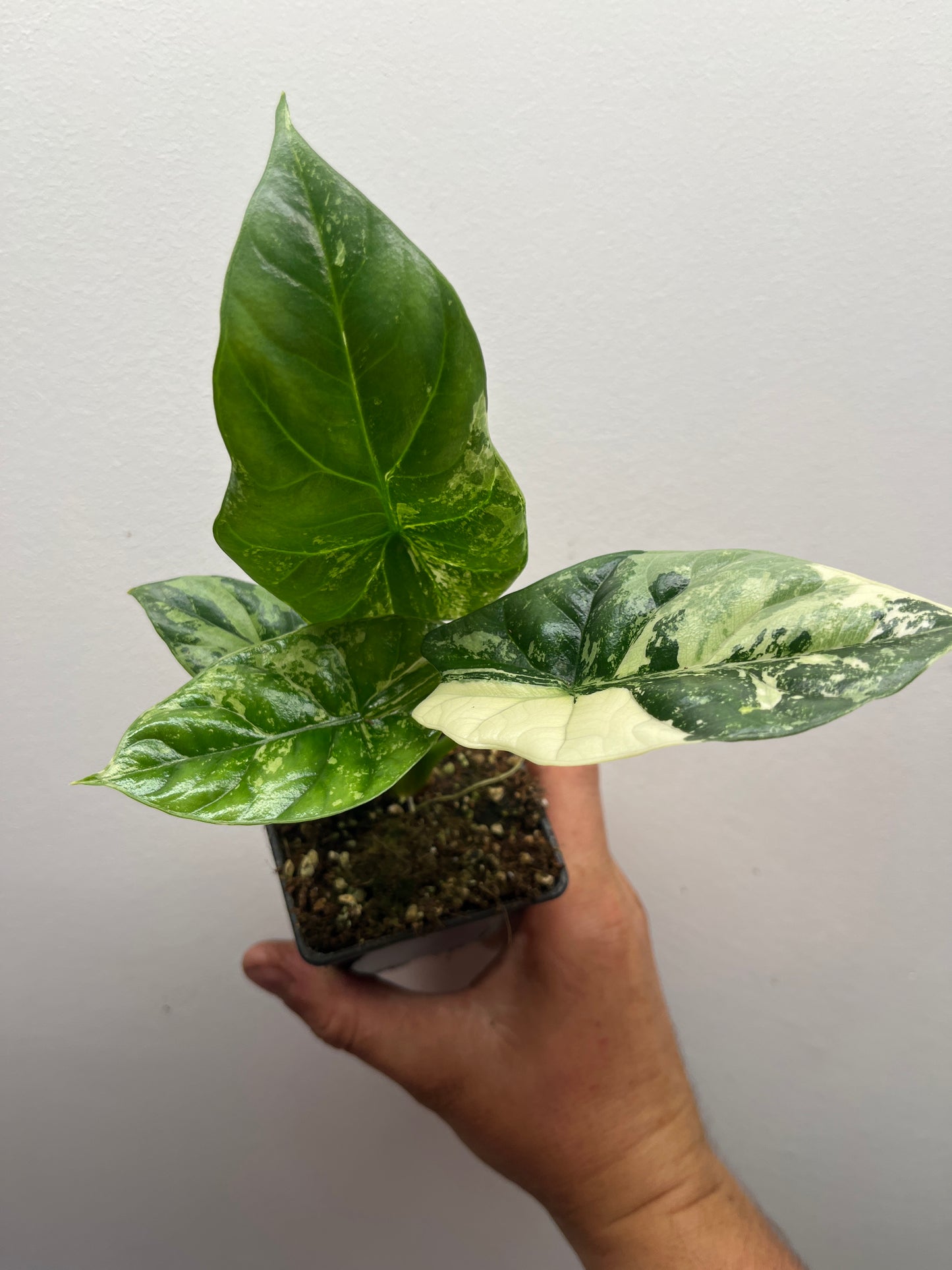 Alocasia Sinuata albo variegated #3