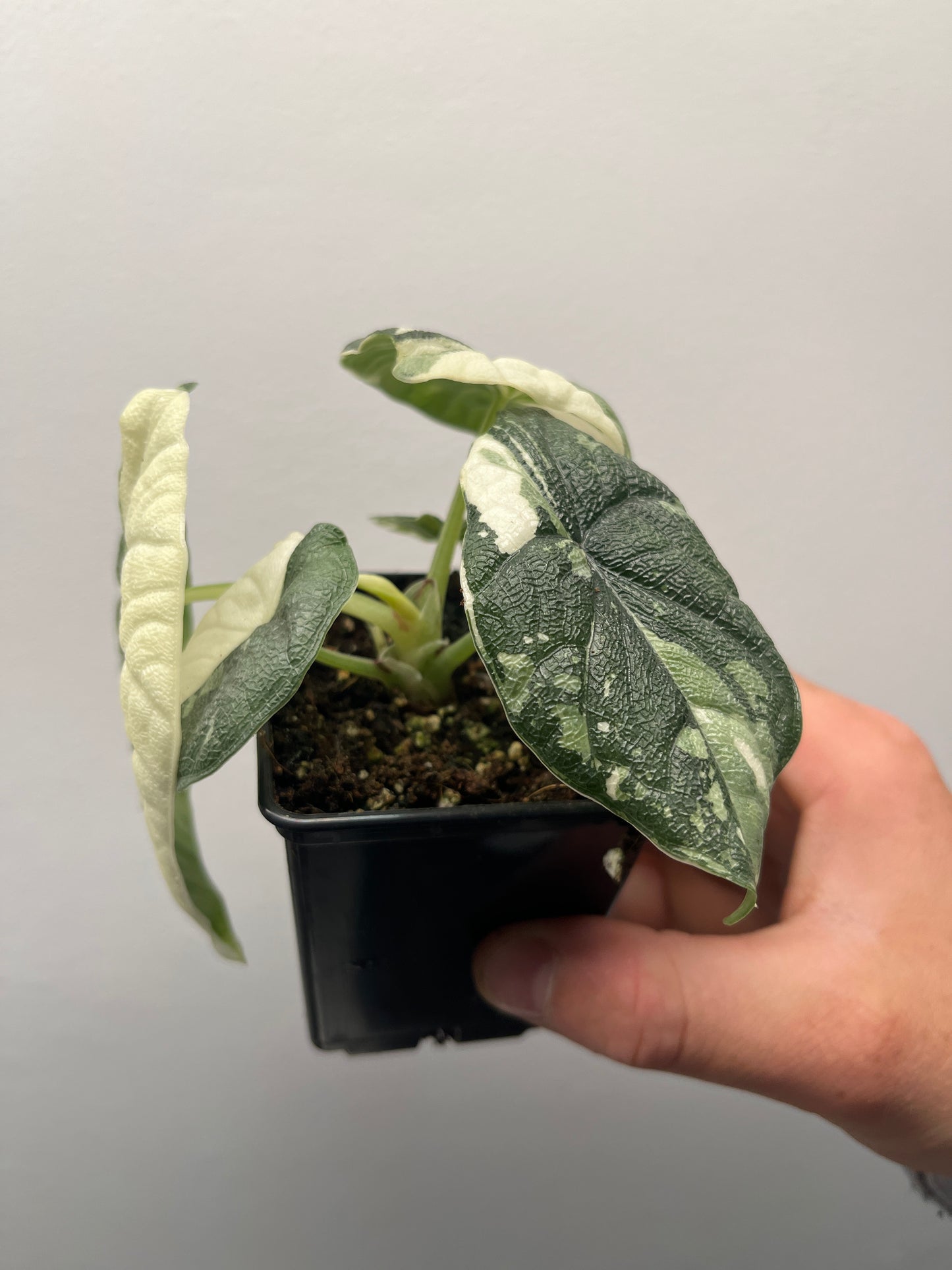 Alocasia Melo albo variegated #2